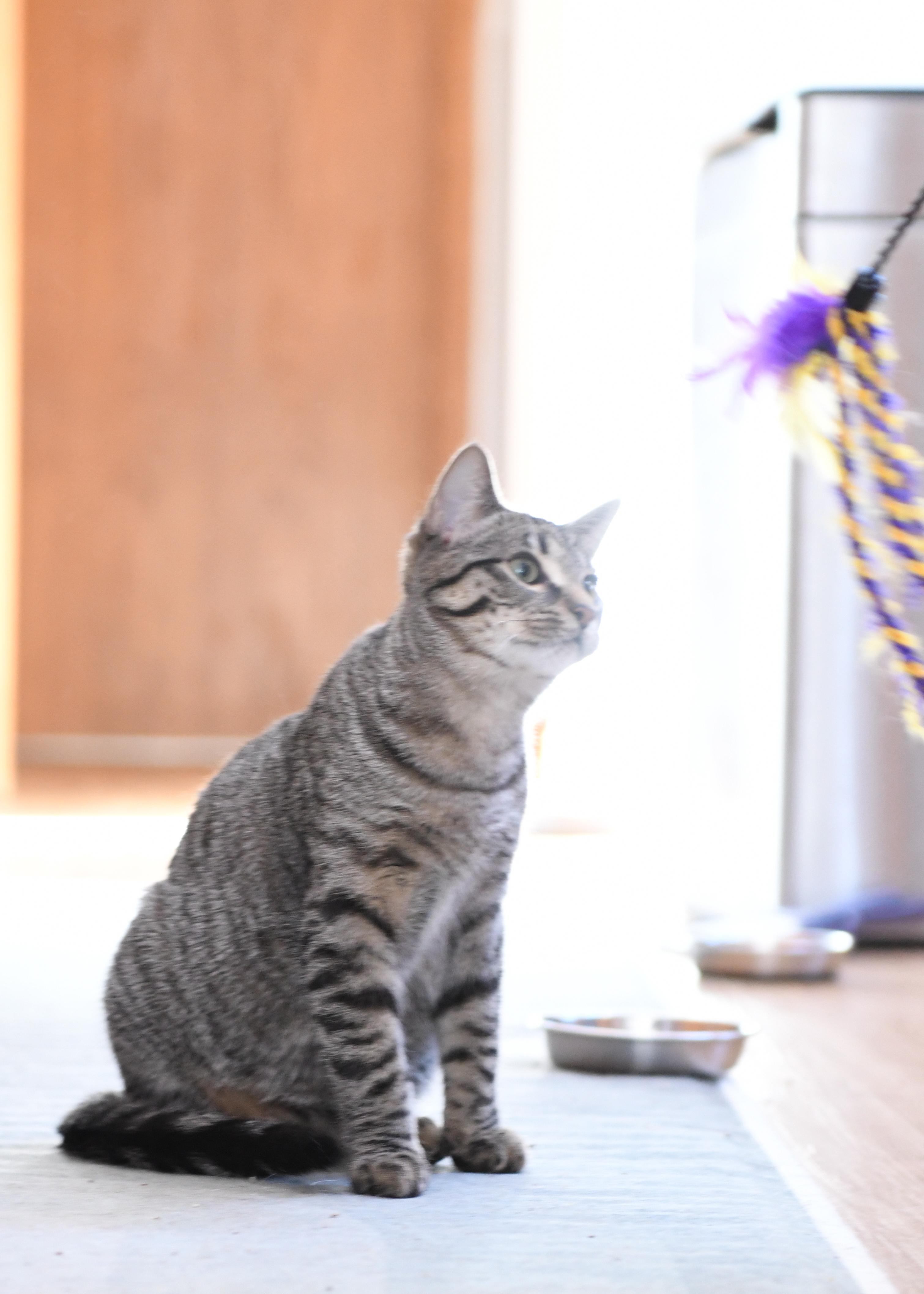 Linnea (bonded with Findus), Adoptable, Kitten Female Domestic Short Hair.