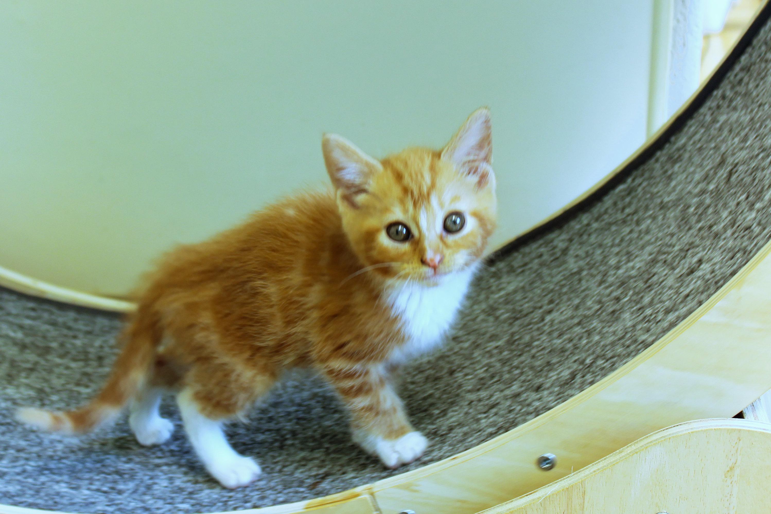 Enlarge Persimmon, an adopted Domestic Short Hair in Urbana, OH image 4/6