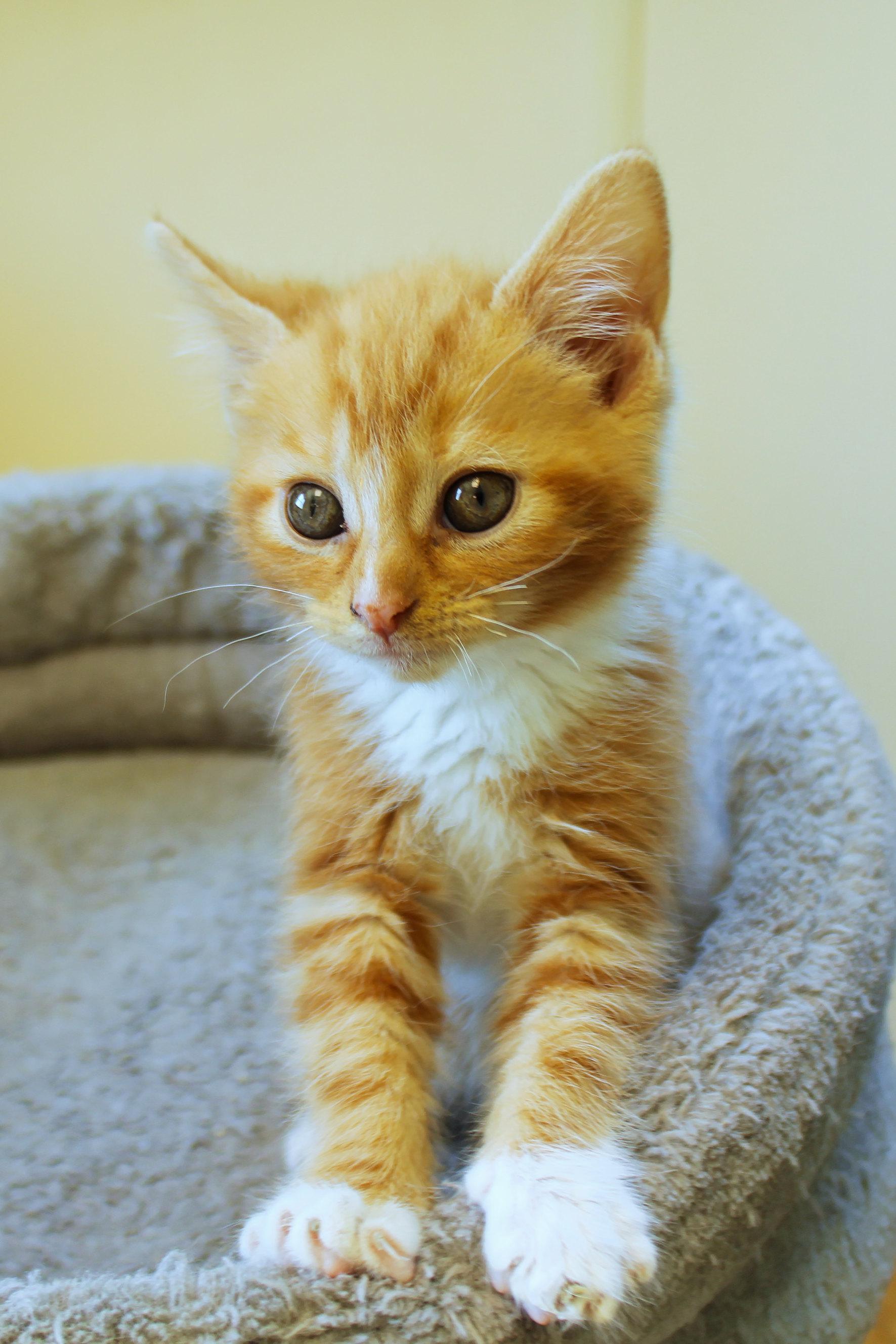 Enlarge Persimmon, an adopted Domestic Short Hair in Urbana, OH image 6/6