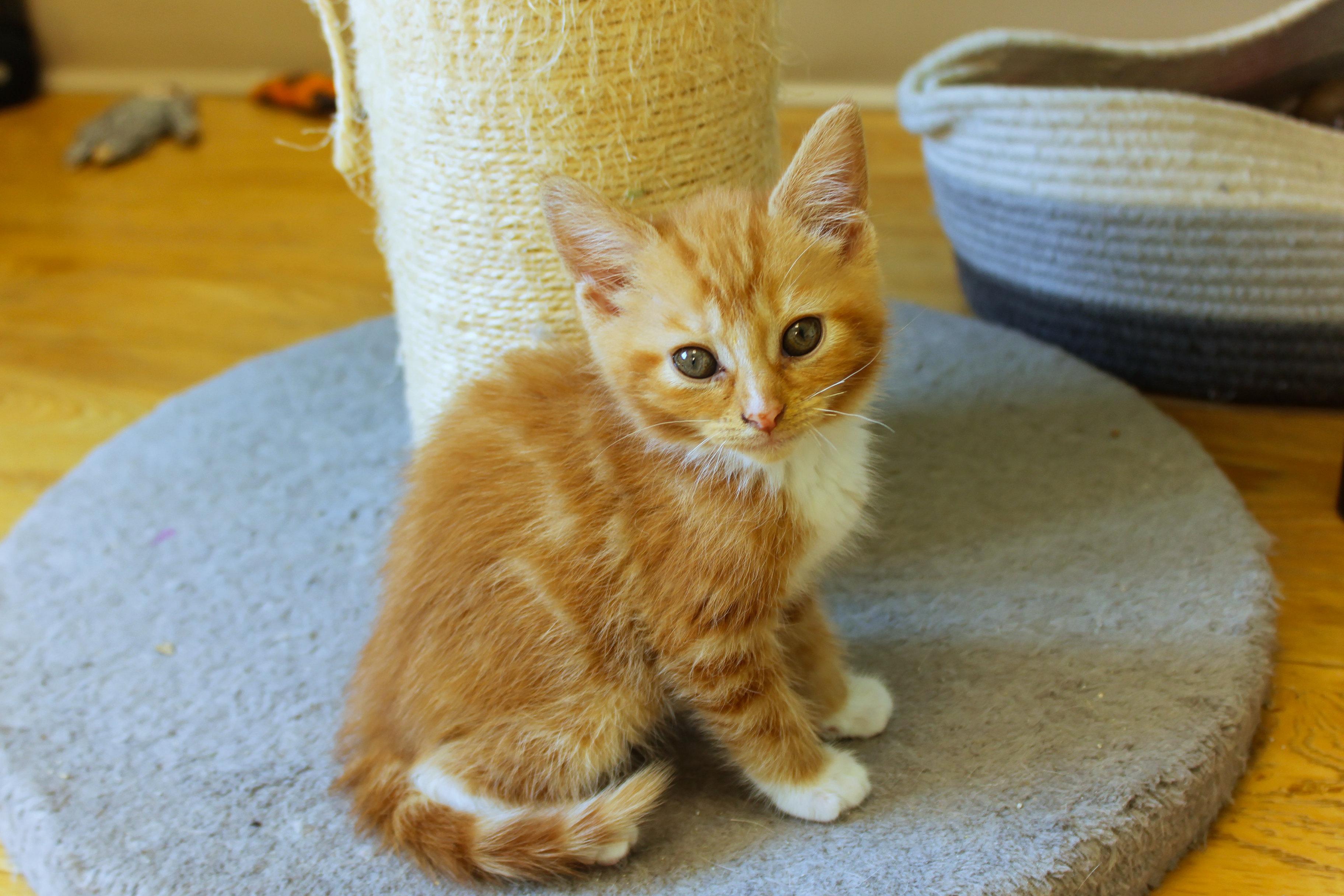 Persimmon, adopted, Kitten Male Domestic Short Hair.