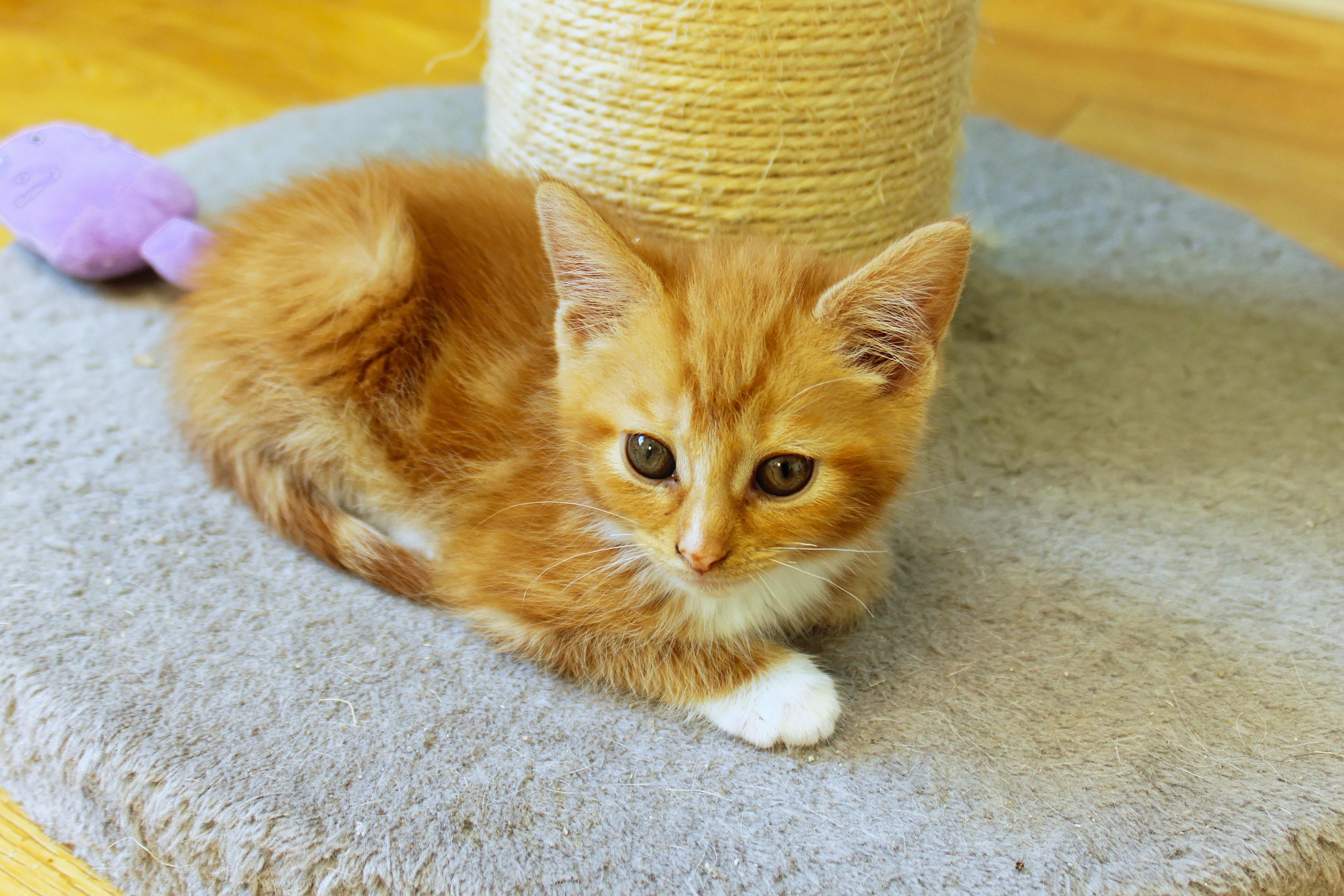 Enlarge Persimmon, an adopted Domestic Short Hair in Urbana, OH image 5/6
