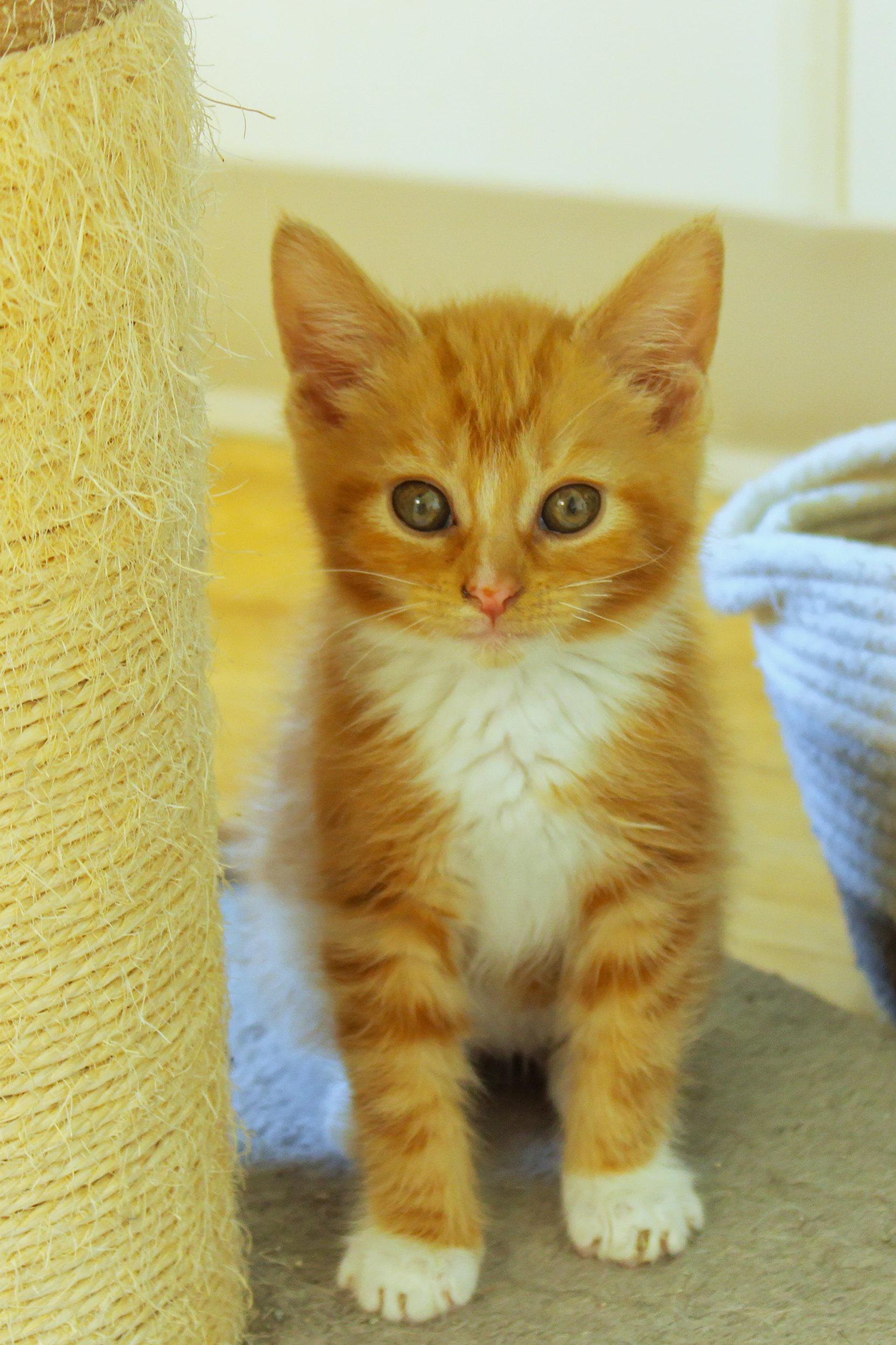 Enlarge Persimmon, an adopted Domestic Short Hair in Urbana, OH image 3/6