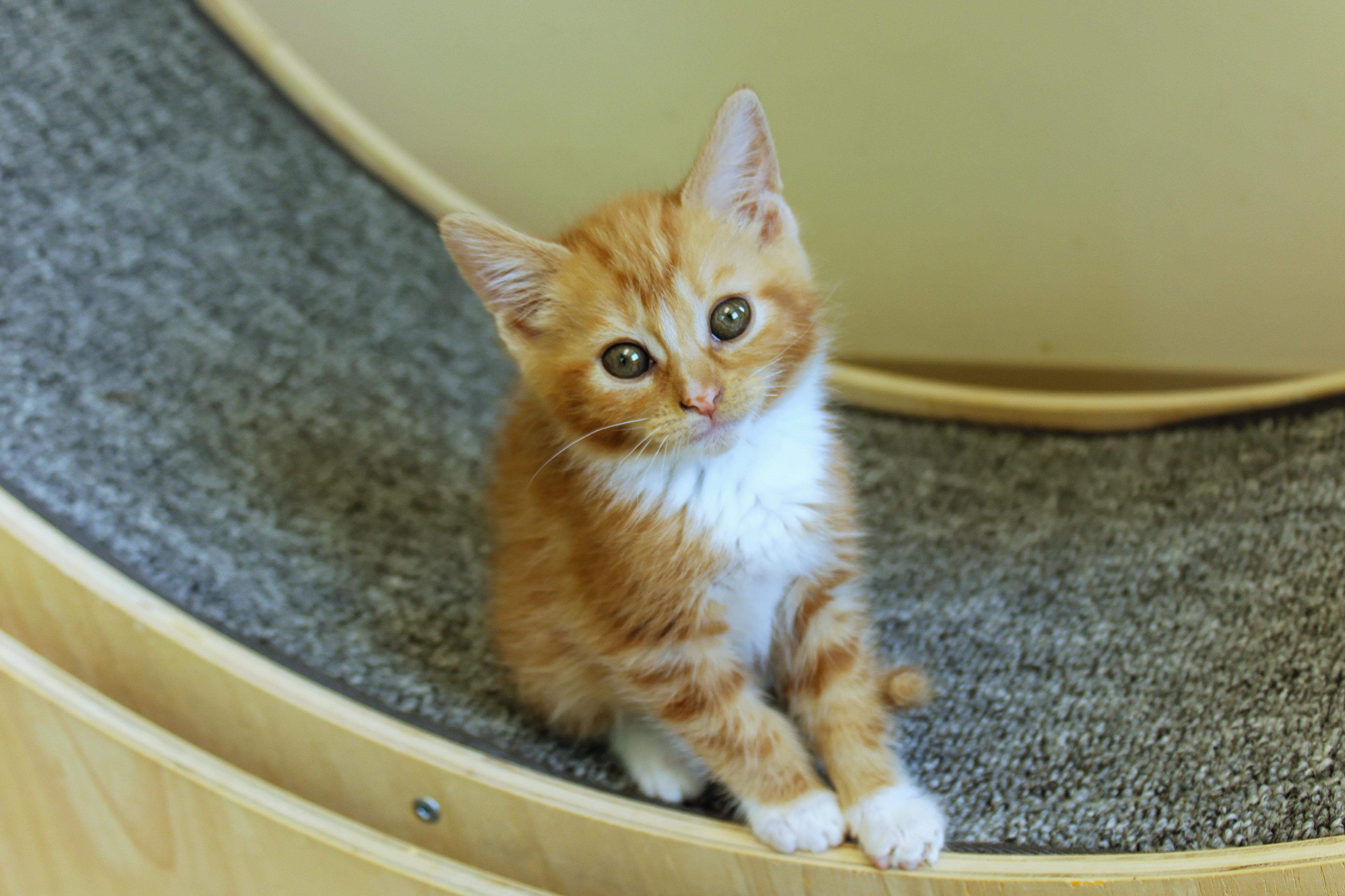 Enlarge Persimmon, an adopted Domestic Short Hair in Urbana, OH image 2/6