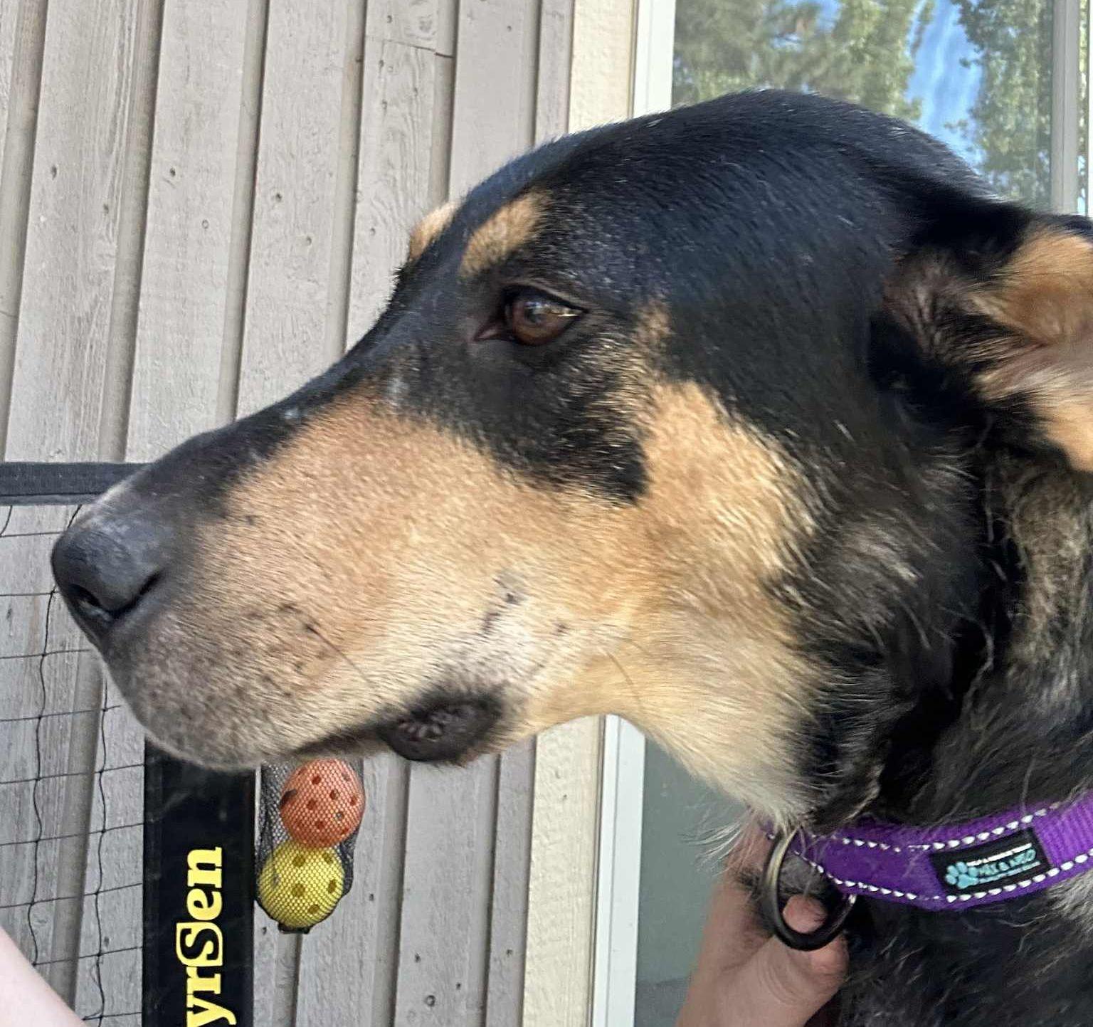 Maggie - Adoption Pending, Adopted, Adult Female German Shepherd Dog & Labrador Retriever.