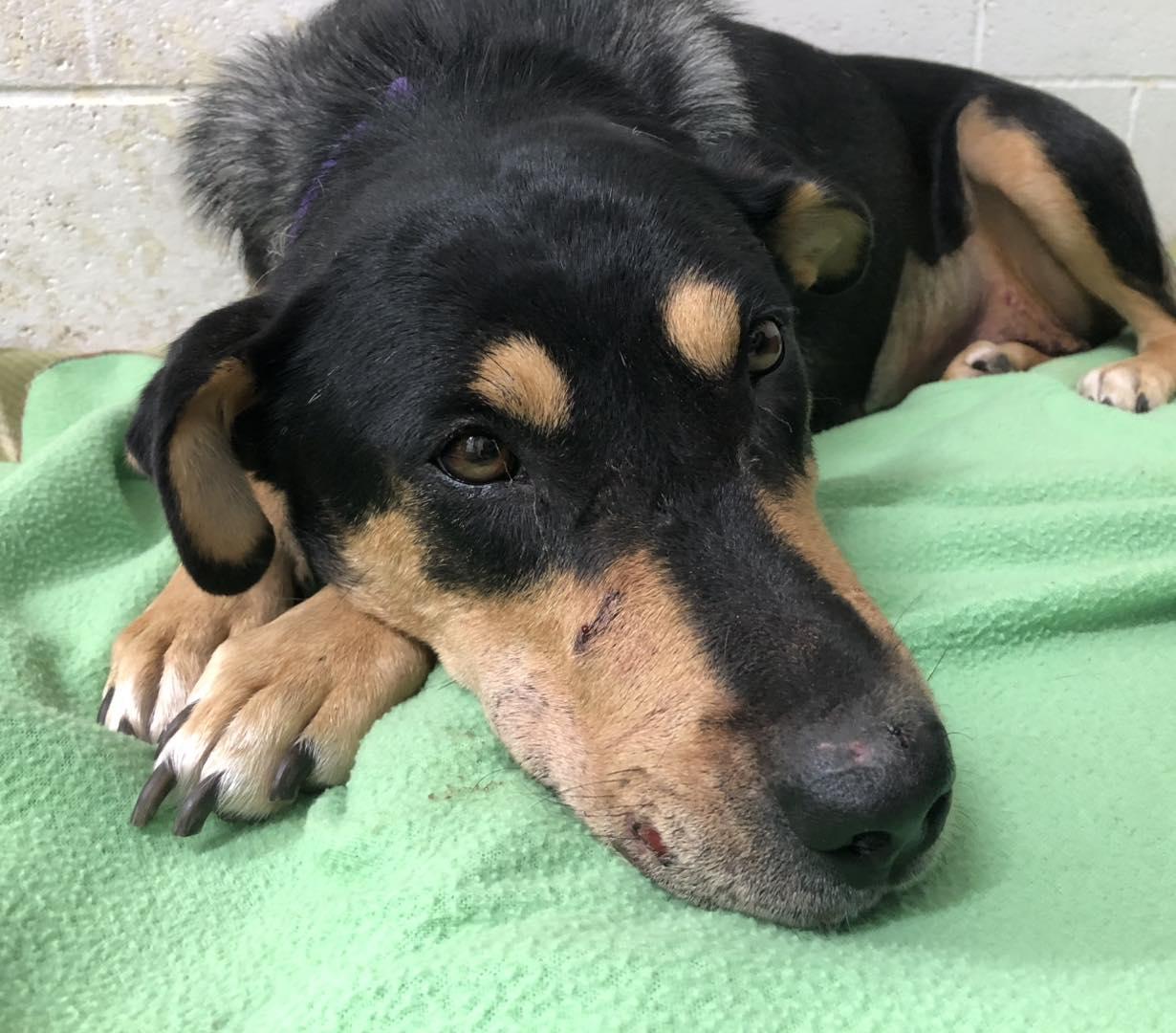Enlarge Maggie - Adoption Pending, a Adopted mixed breed in LEWISTON, ID image 2/6