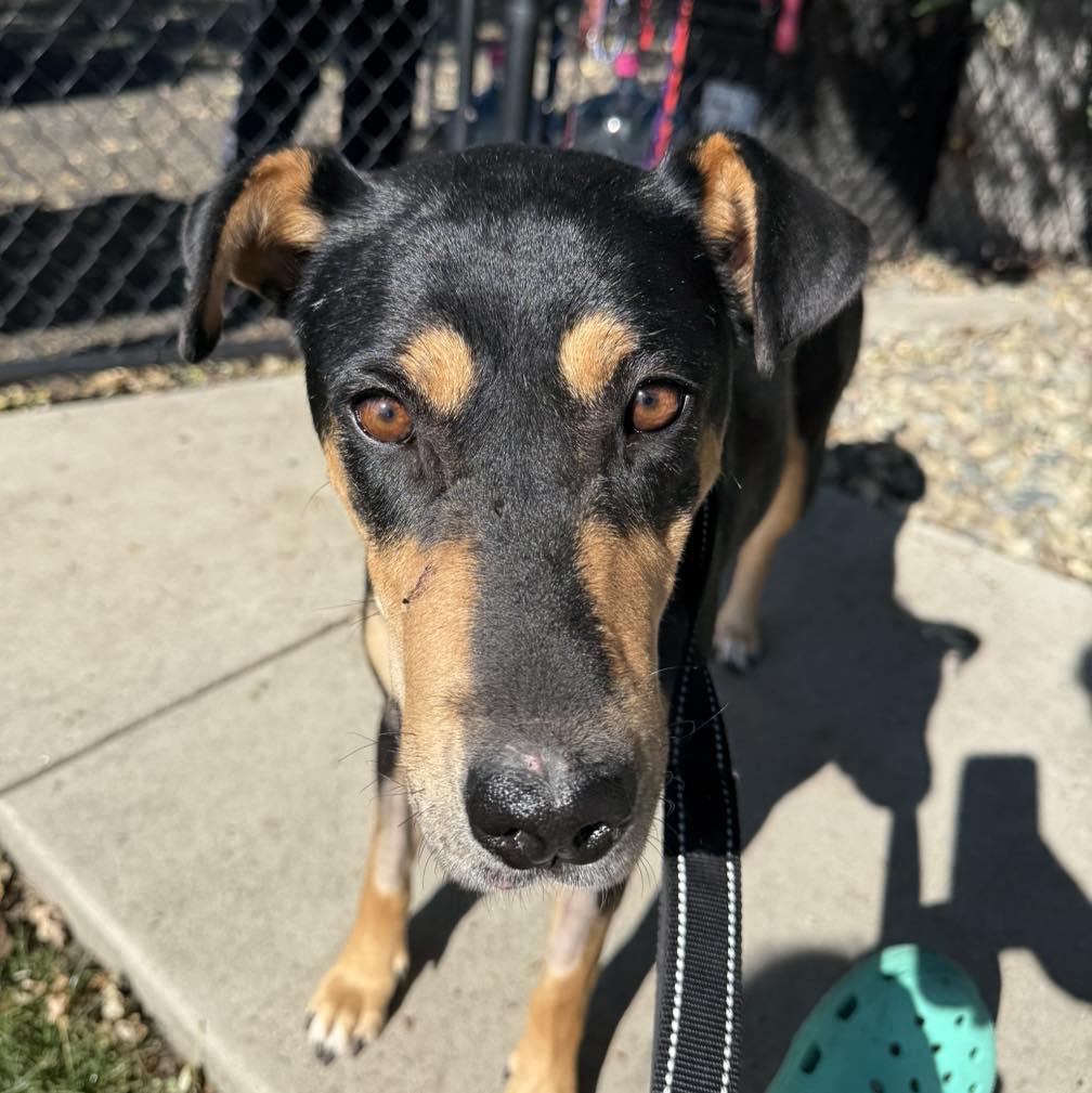 Enlarge Maggie - Adoption Pending, a Adopted mixed breed in LEWISTON, ID image 3/6