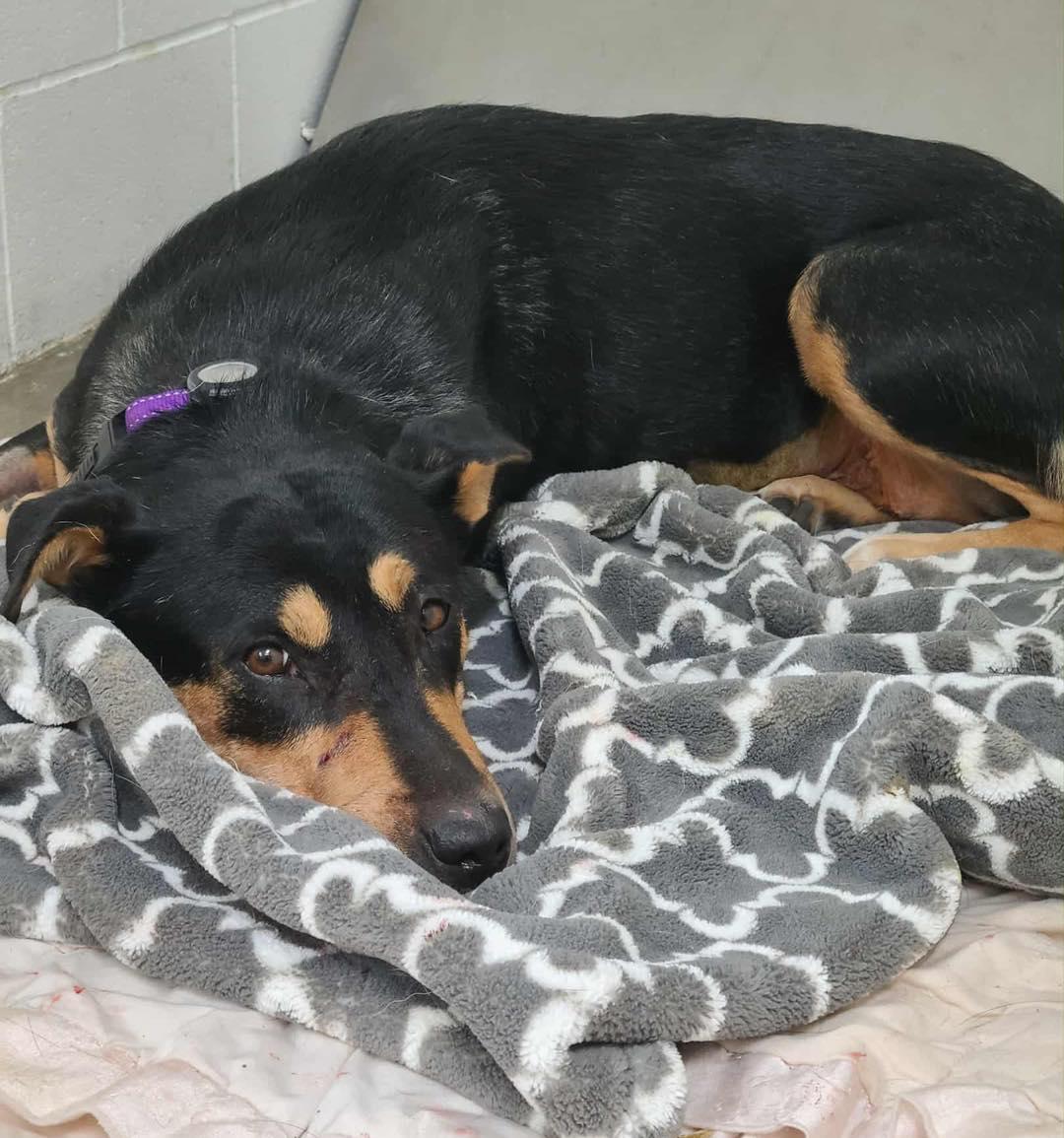 Enlarge Maggie - Adoption Pending, a Adopted mixed breed in LEWISTON, ID image 4/6