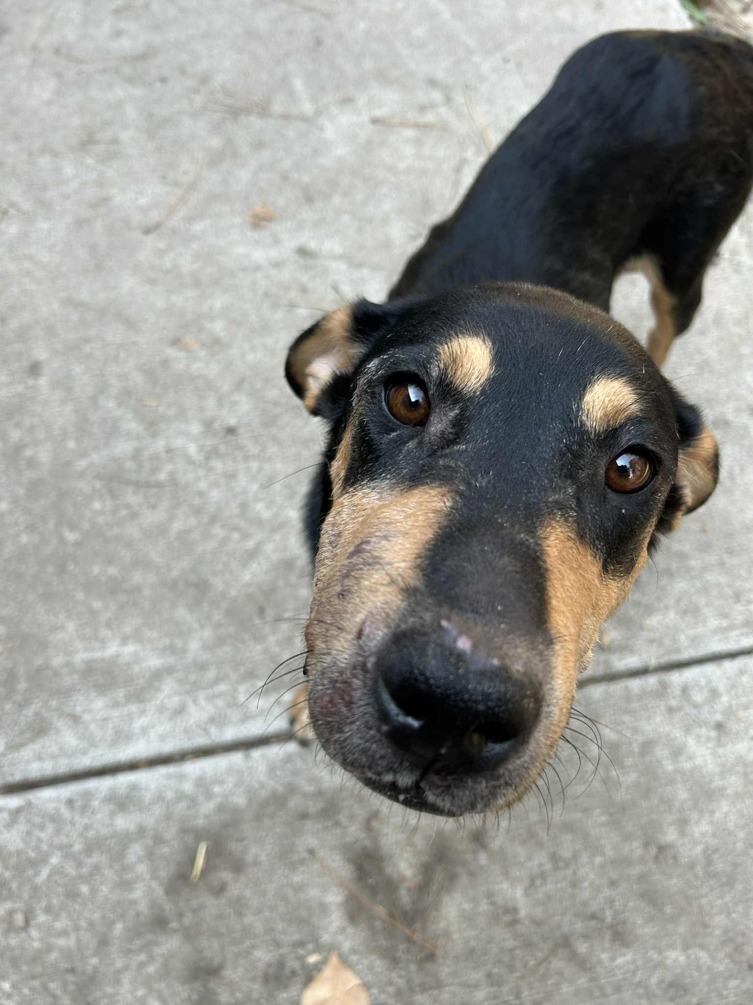 Enlarge Maggie - Adoption Pending, a Adopted mixed breed in LEWISTON, ID image 6/6