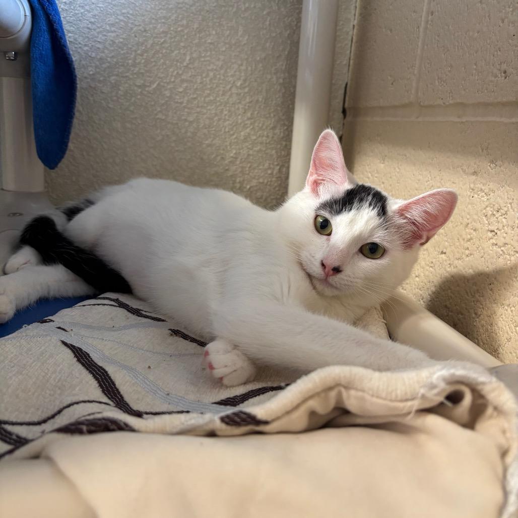 Pop, Adoptable, Kitten Female Domestic Short Hair.