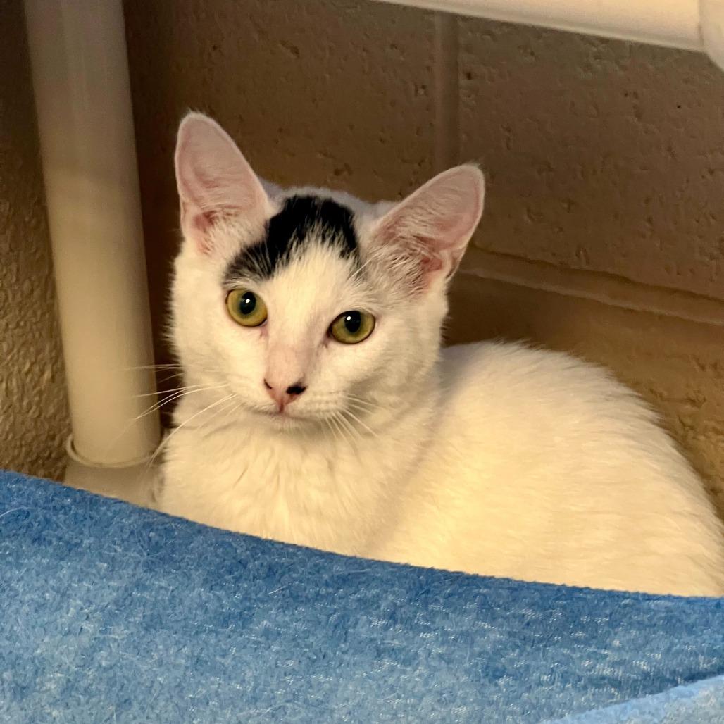 Enlarge Pop, a Adoptable Domestic Short Hair in Riverside, CA image 2/6