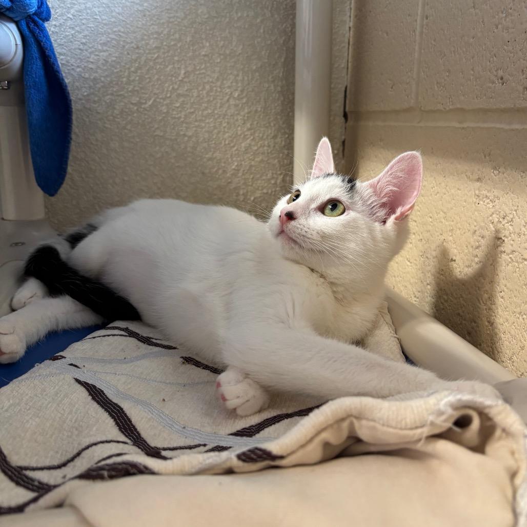 Enlarge Pop, a Adoptable Domestic Short Hair in Riverside, CA image 3/6