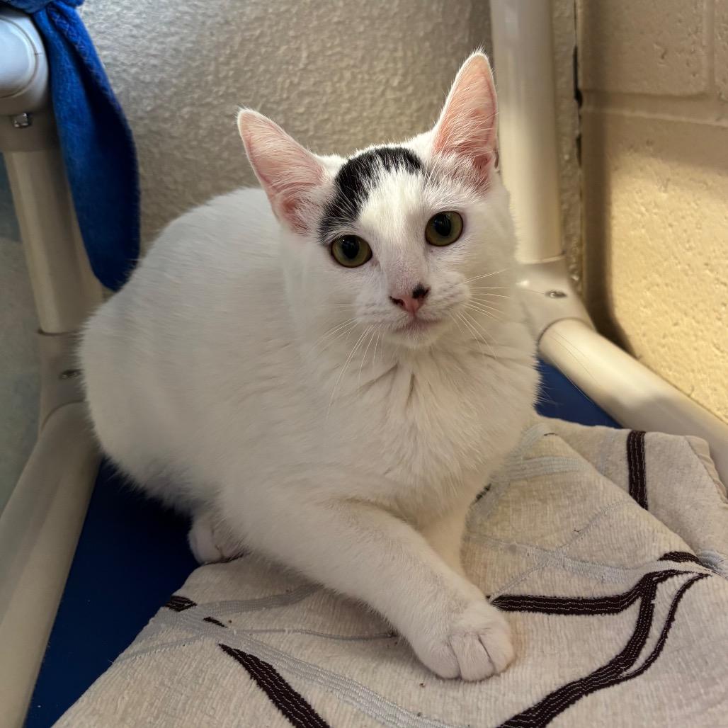 Enlarge Pop, a Adoptable Domestic Short Hair in Riverside, CA image 4/6