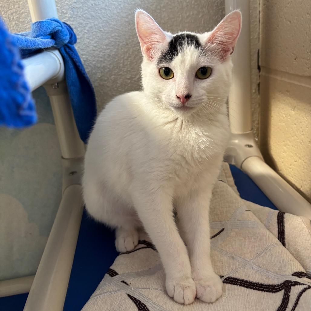 Enlarge Pop, a Adoptable Domestic Short Hair in Riverside, CA image 5/6