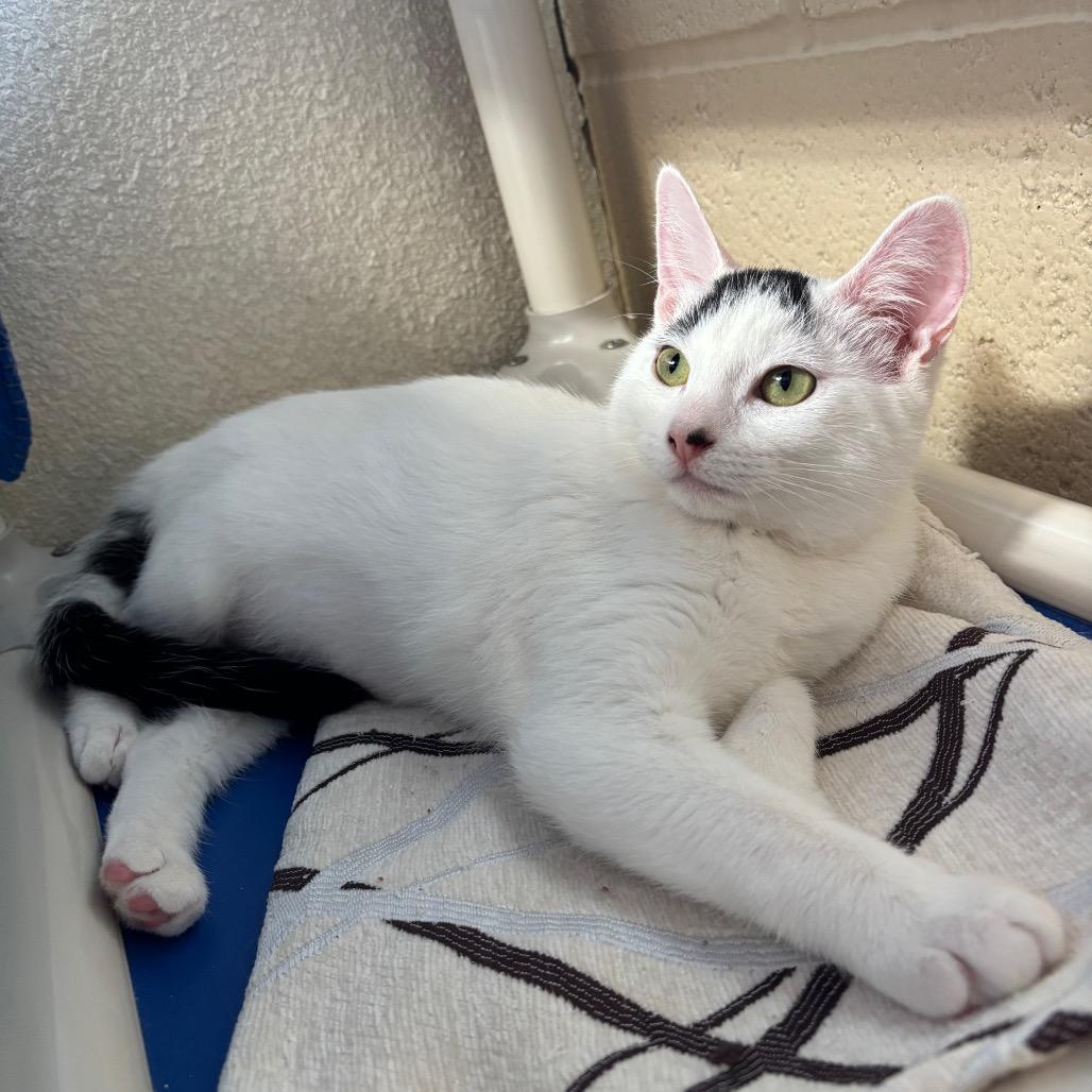 Enlarge Pop, a Adoptable Domestic Short Hair in Riverside, CA image 6/6