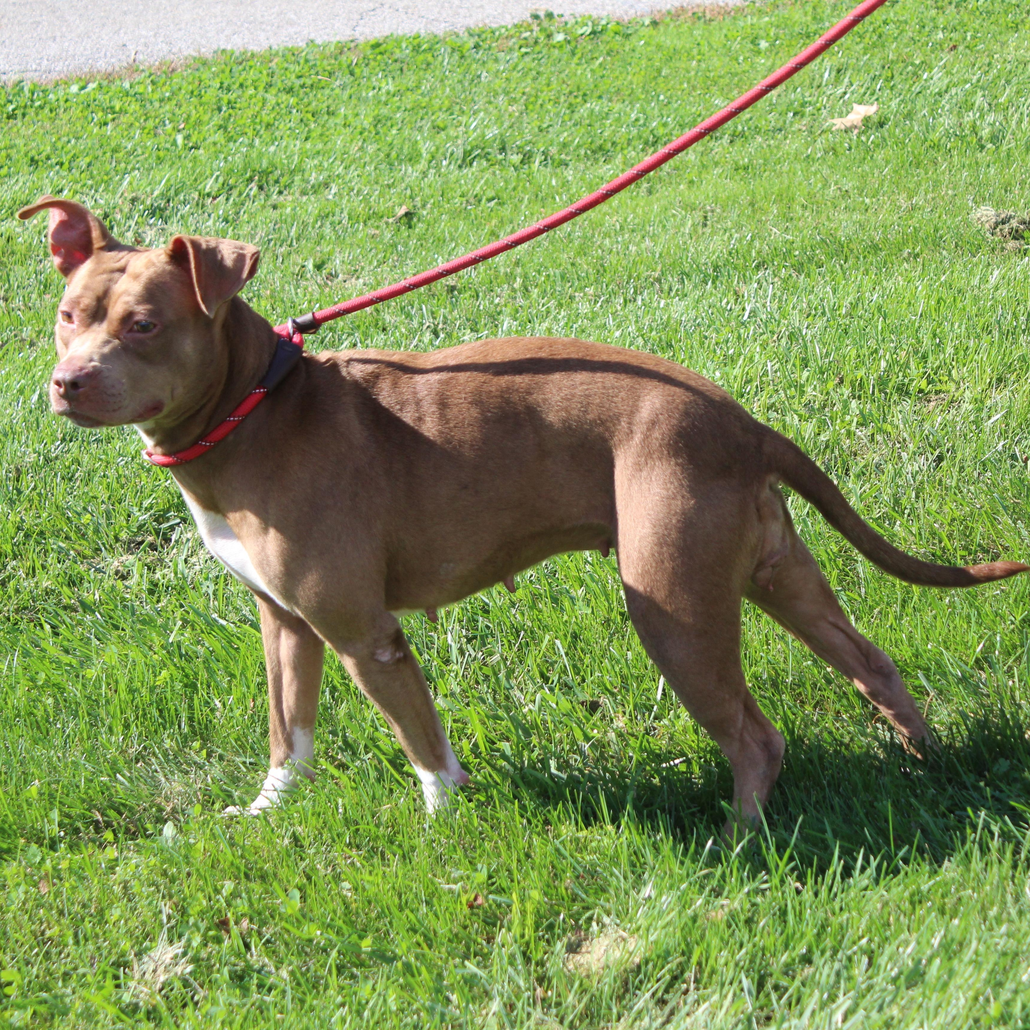 Enlarge Jazmine (12385), a Adoptable mixed breed in Heath, OH image 2/3