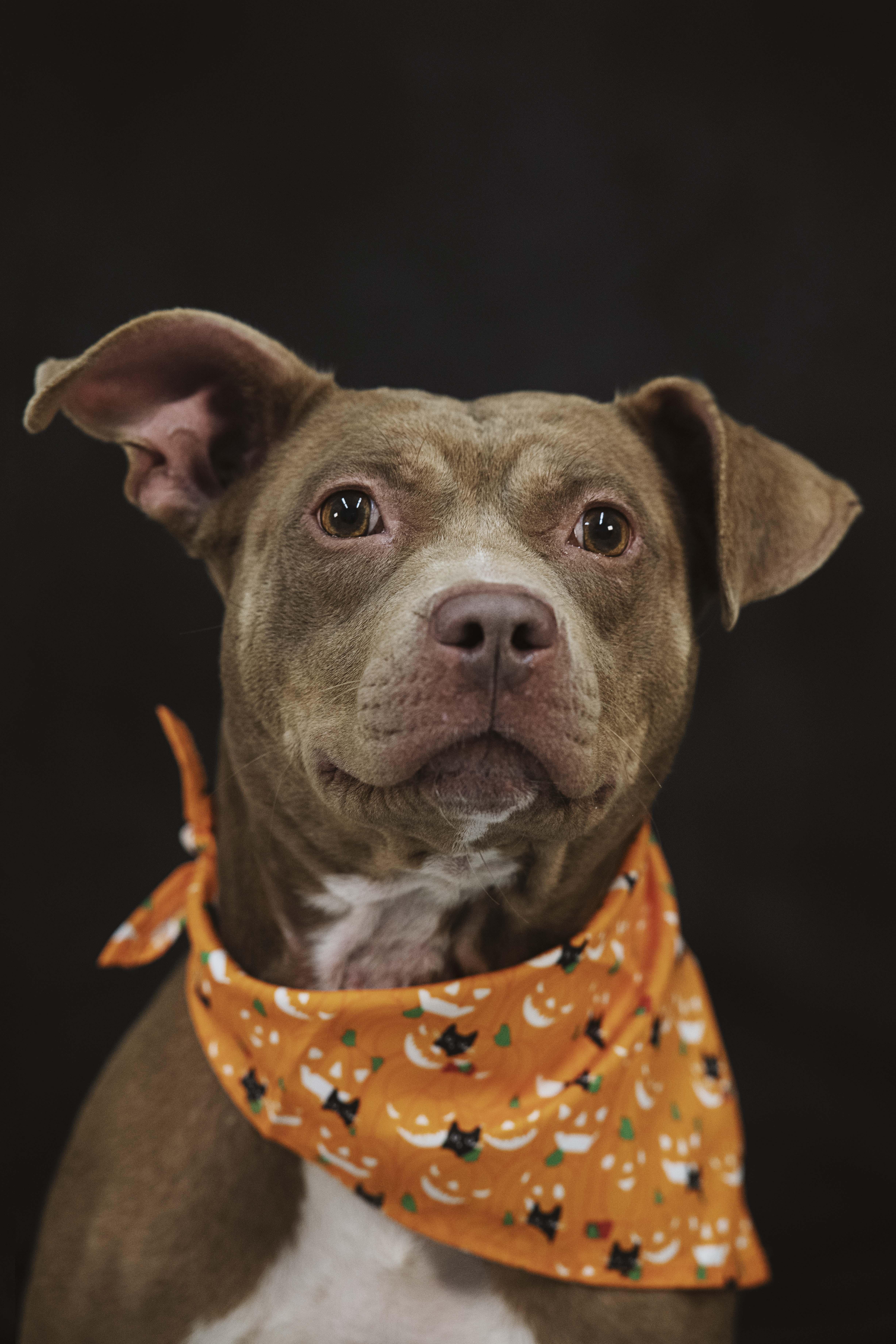 Jazmine (12385), Adoptable, Adult Female Pit Bull Terrier.