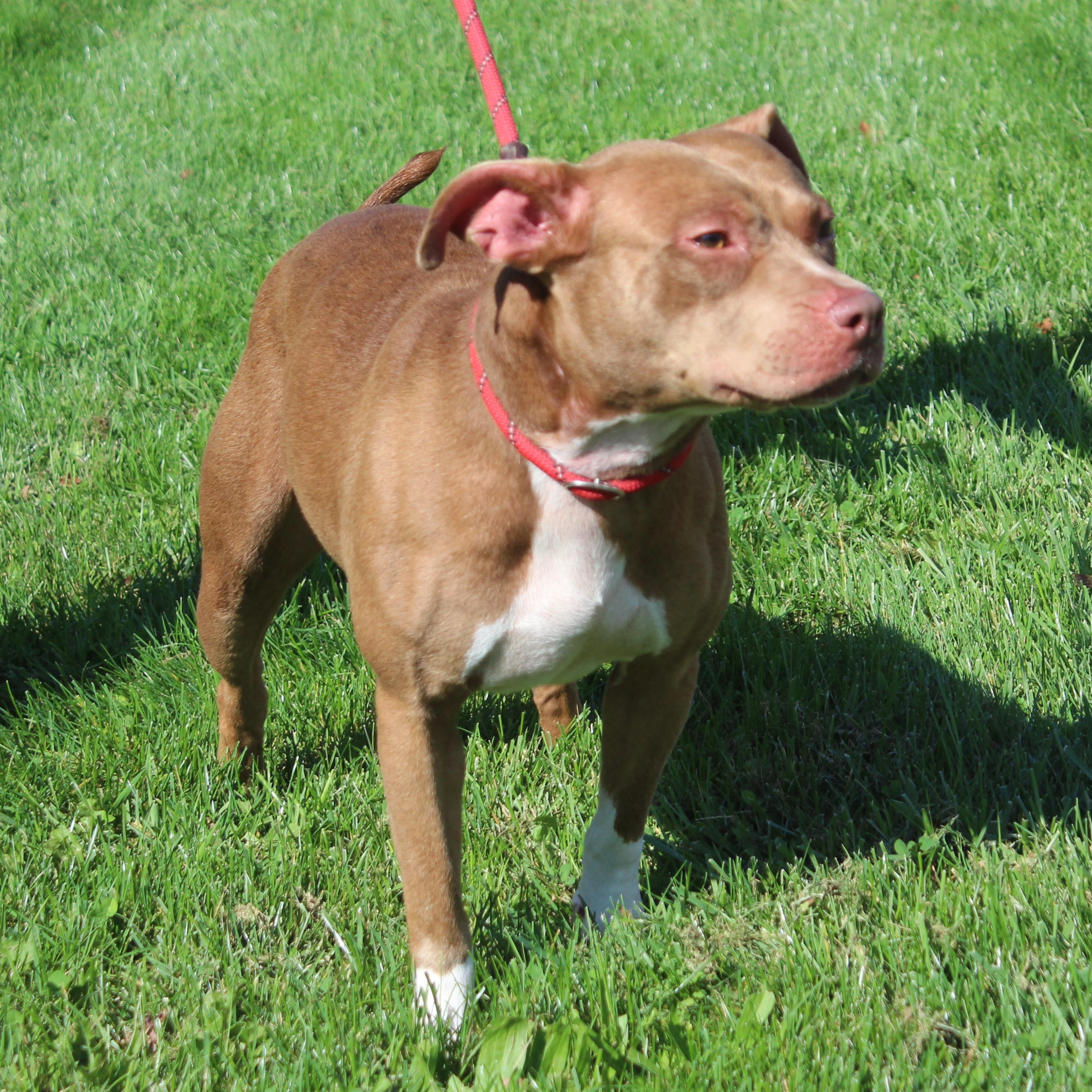 Enlarge Jazmine (12385), a Adoptable mixed breed in Heath, OH image 3/3