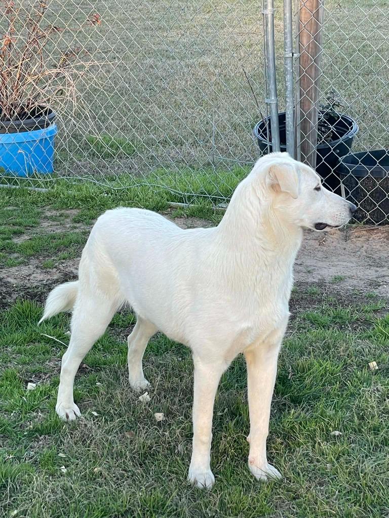 Clover, Adoptable, Young Female Great Pyrenees & Australian Cattle Dog / Blue Heeler.