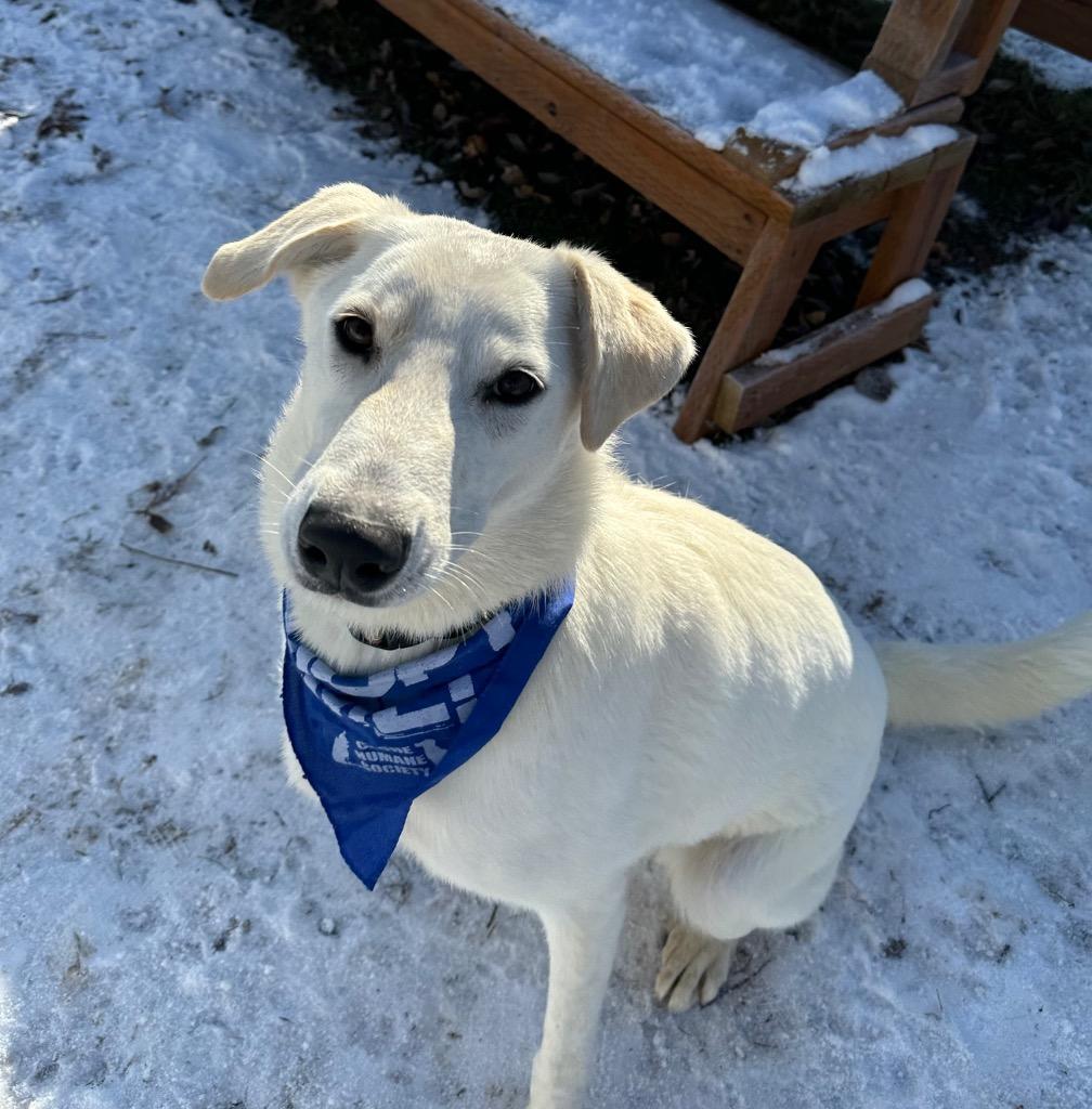 Clover, Adoptable, Young Female Great Pyrenees & Australian Cattle Dog / Blue Heeler.