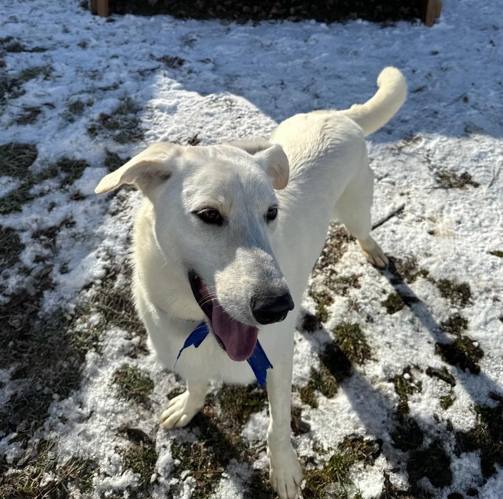 Enlarge Clover, a Adoptable mixed breed in Logan, UT image 3/3