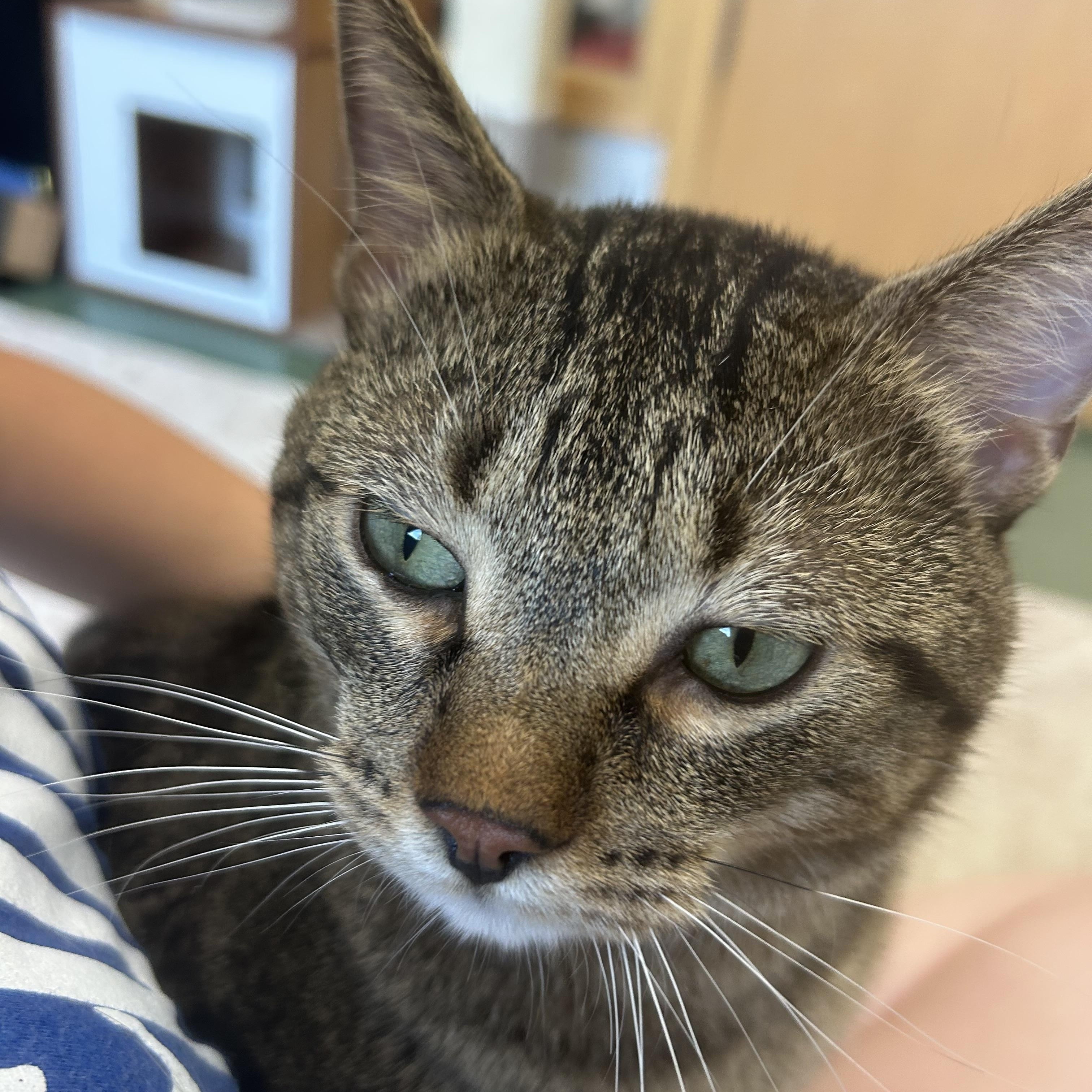 Enlarge Jordie, an adopted Domestic Short Hair in Mokena, IL image 6/6