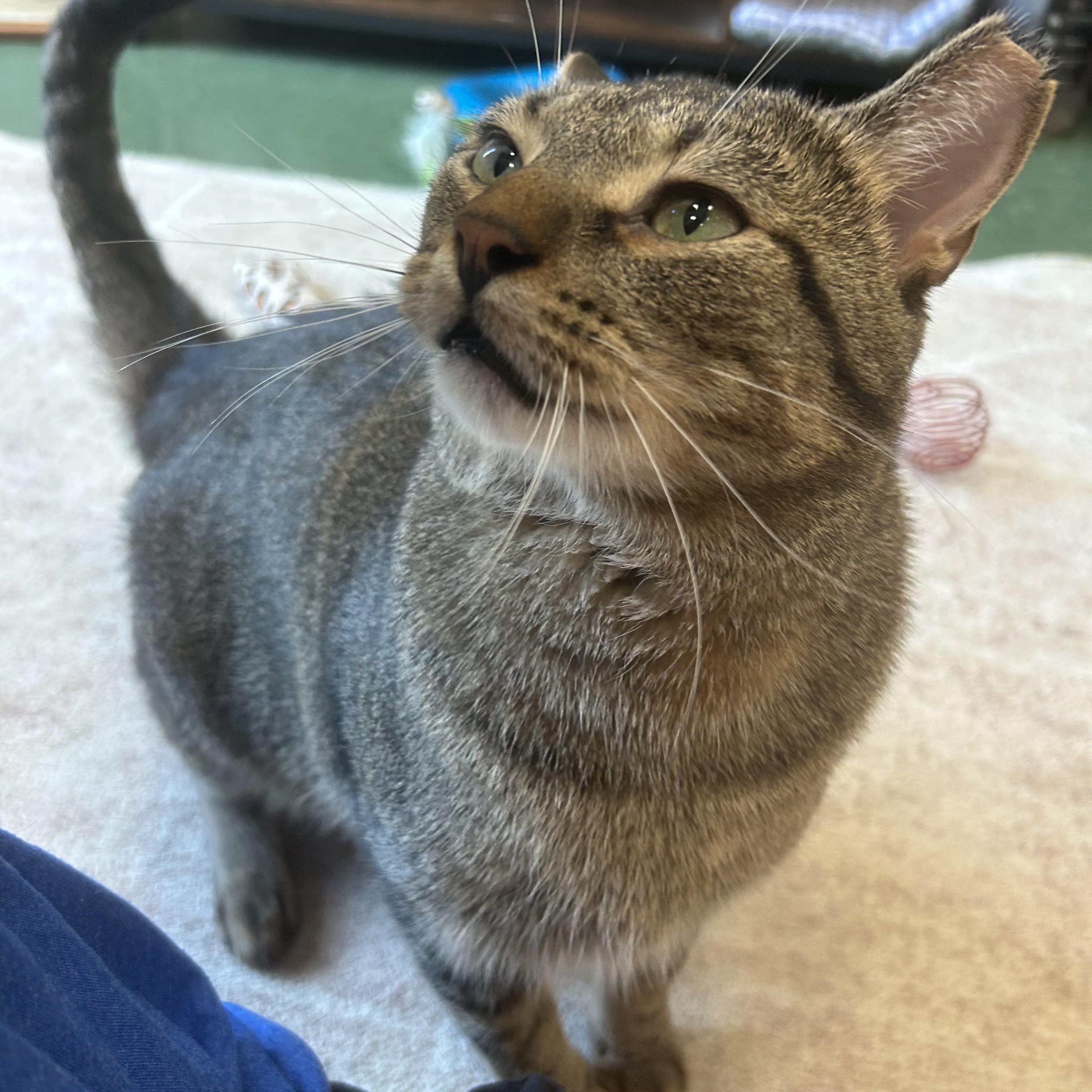 Enlarge Jordie, an adopted Domestic Short Hair in Mokena, IL image 4/6