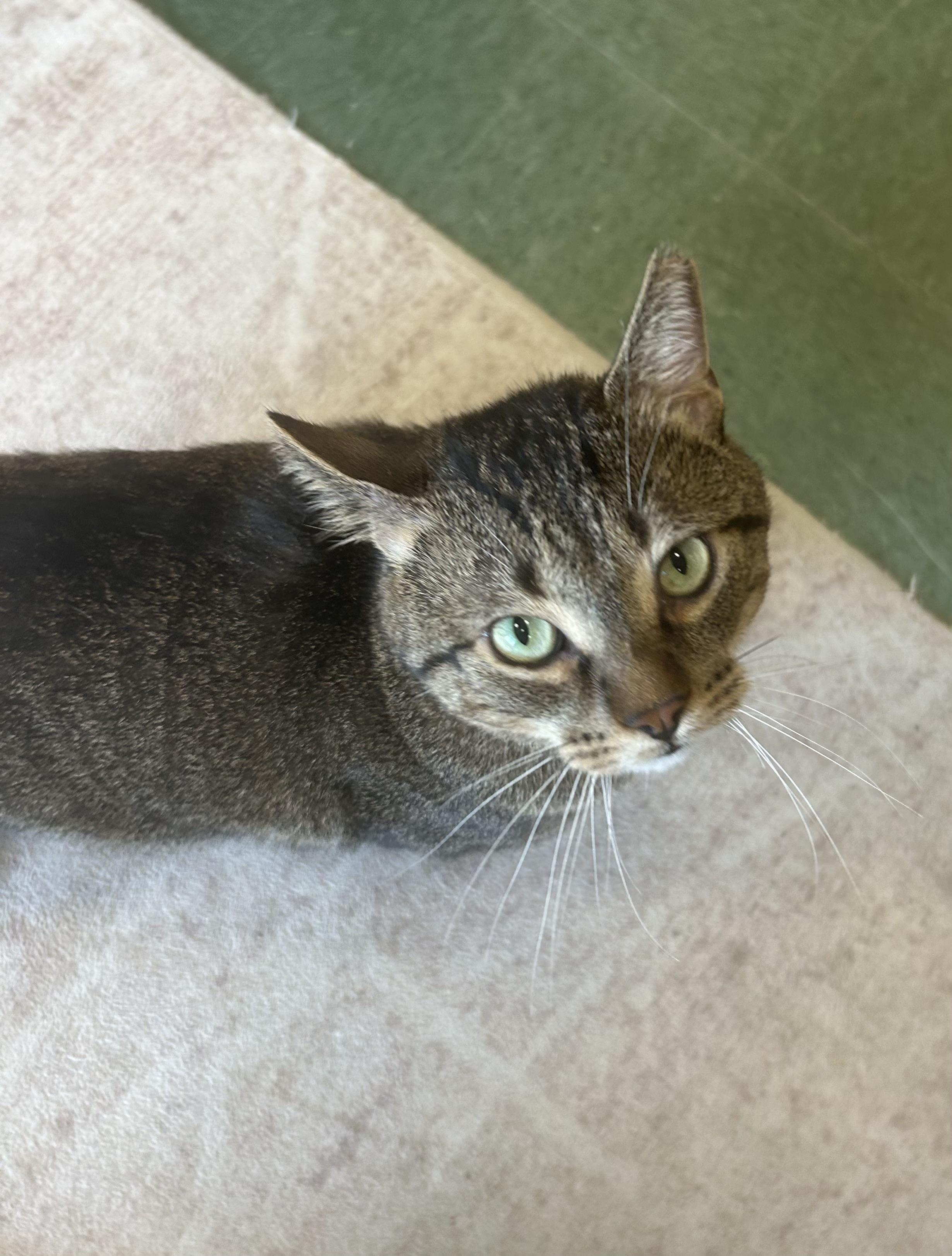 Enlarge Jordie, an adopted Domestic Short Hair in Mokena, IL image 3/6
