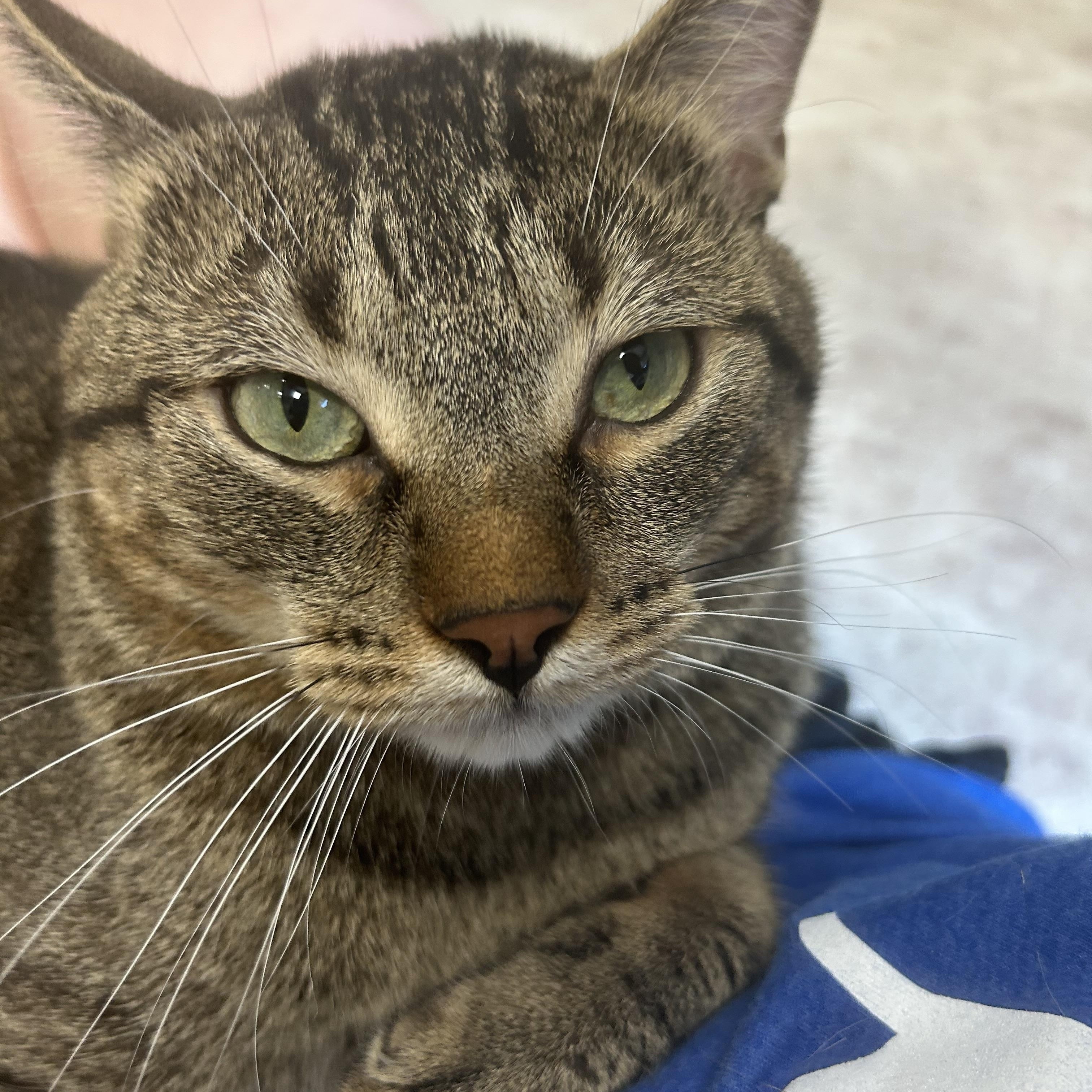 Enlarge Jordie, an adopted Domestic Short Hair in Mokena, IL image 5/6