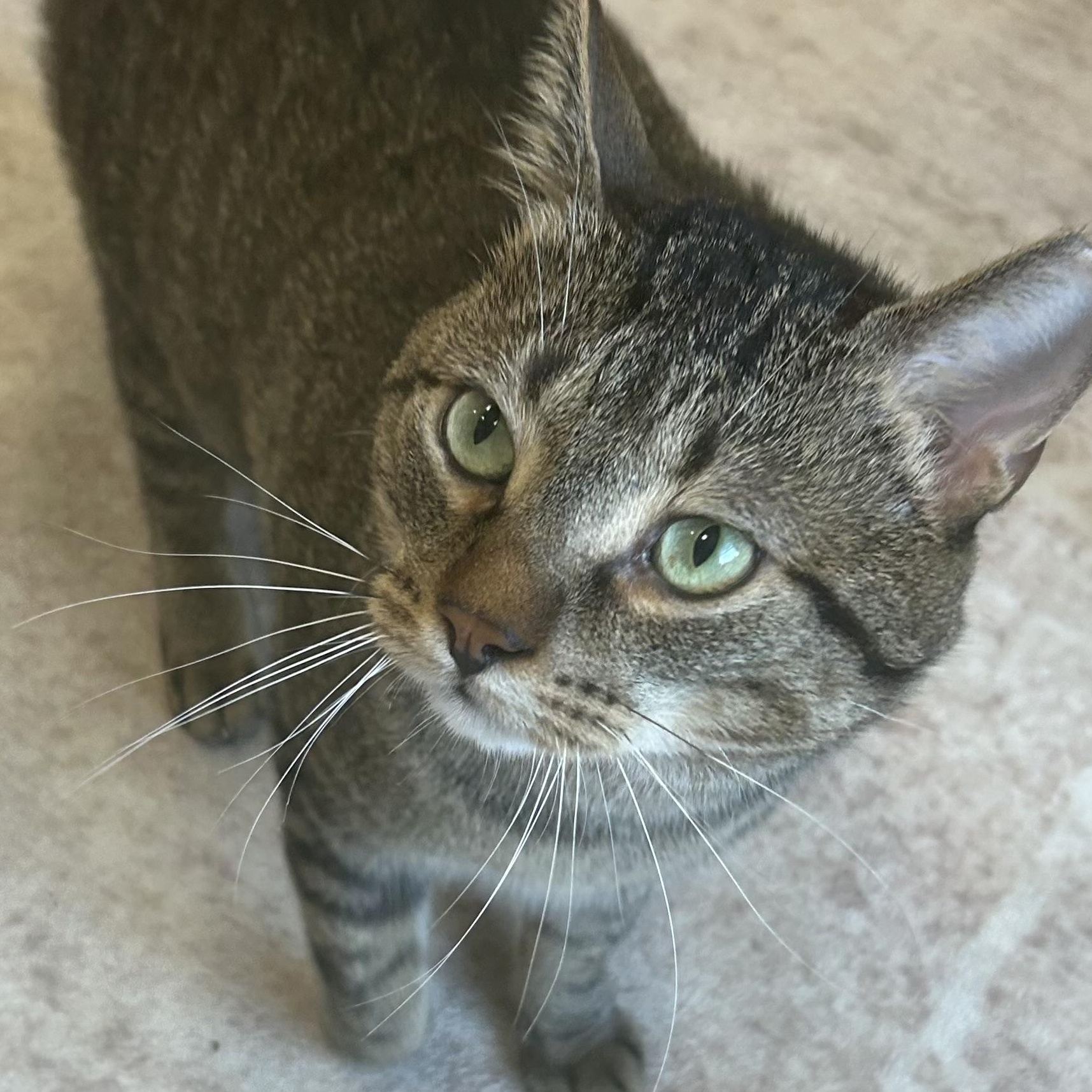 Enlarge Jordie, an adopted Domestic Short Hair in Mokena, IL image 1/6