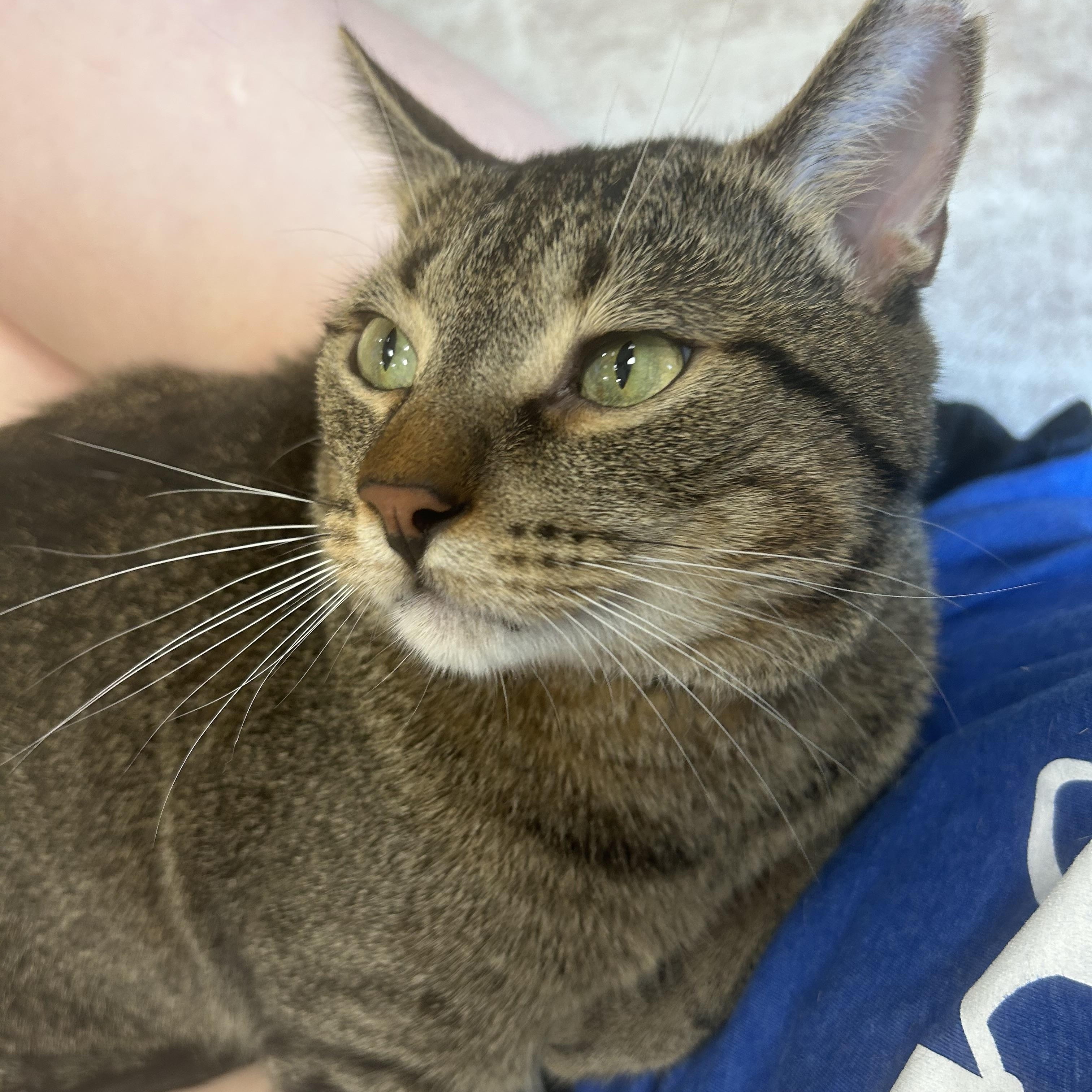 Enlarge Jordie, an adopted Domestic Short Hair in Mokena, IL image 2/6
