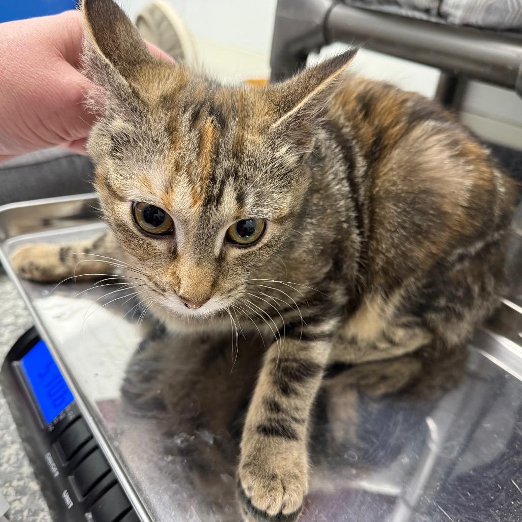 Bayley, Adoptable, Young Female Domestic Medium Hair.