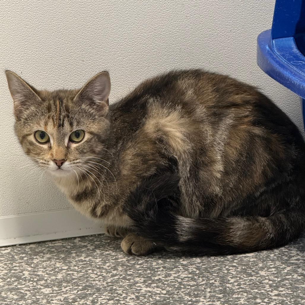 Bayley, a Adoptable Domestic Medium Hair in Carroll, IA image 2/4