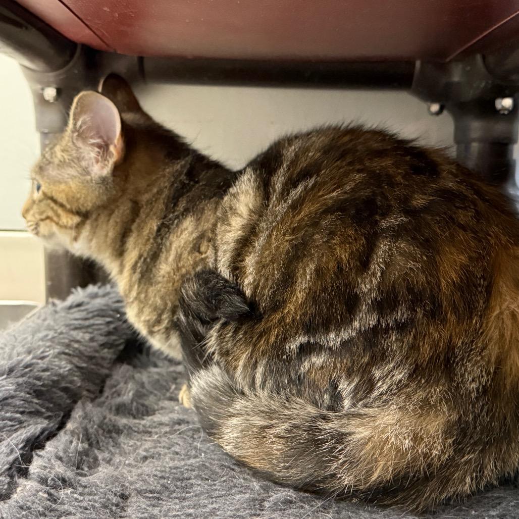 Bayley, a Adoptable Domestic Medium Hair in Carroll, IA image 3/4