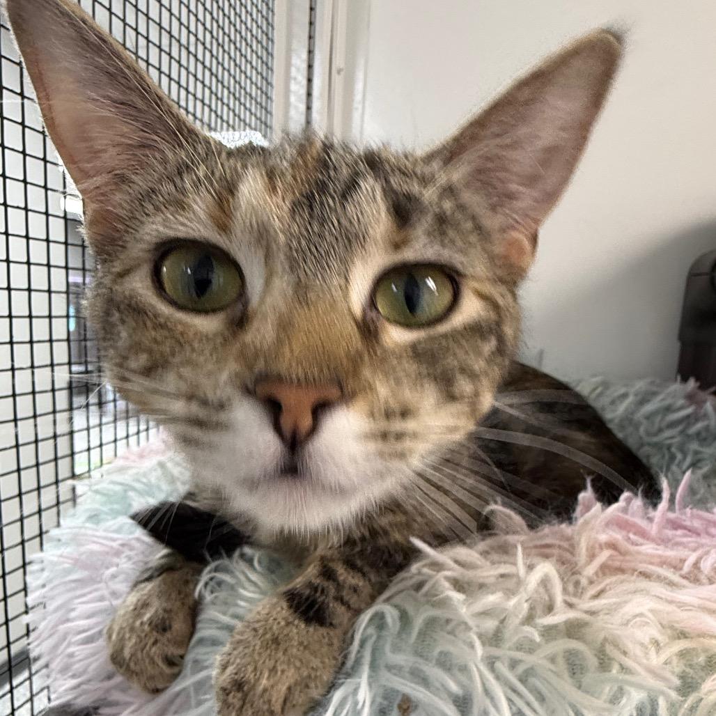 Bayley, a Adoptable Domestic Medium Hair in Carroll, IA image 4/4