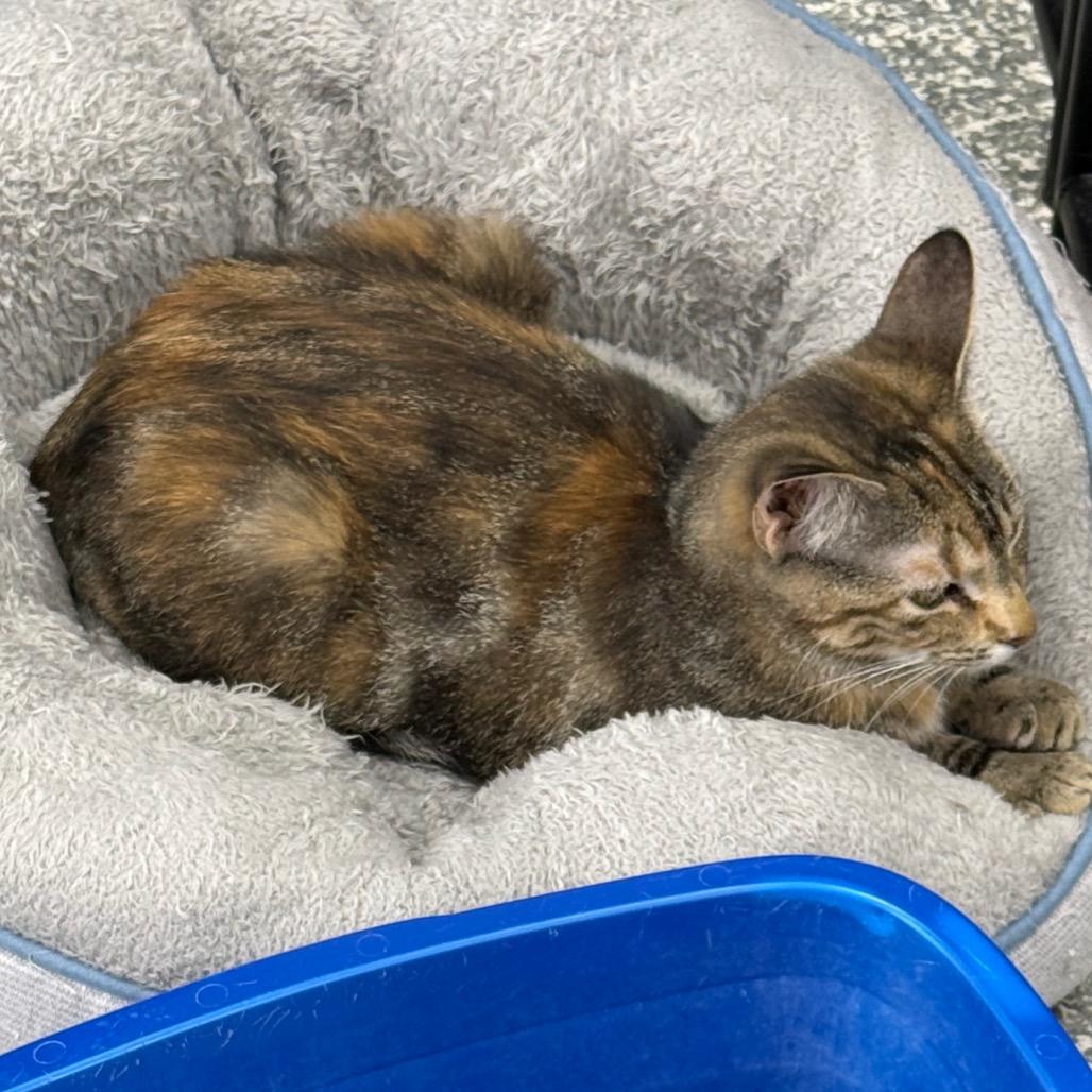 Enlarge Bayley, a Adoptable Domestic Medium Hair in Carroll, IA image 5/6