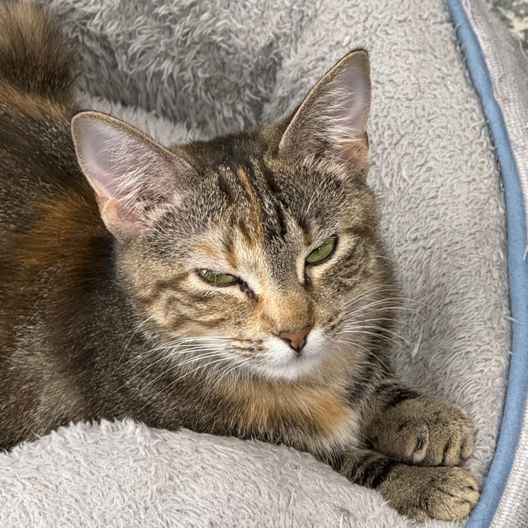 Enlarge Bayley, a Adoptable Domestic Medium Hair in Carroll, IA image 6/6