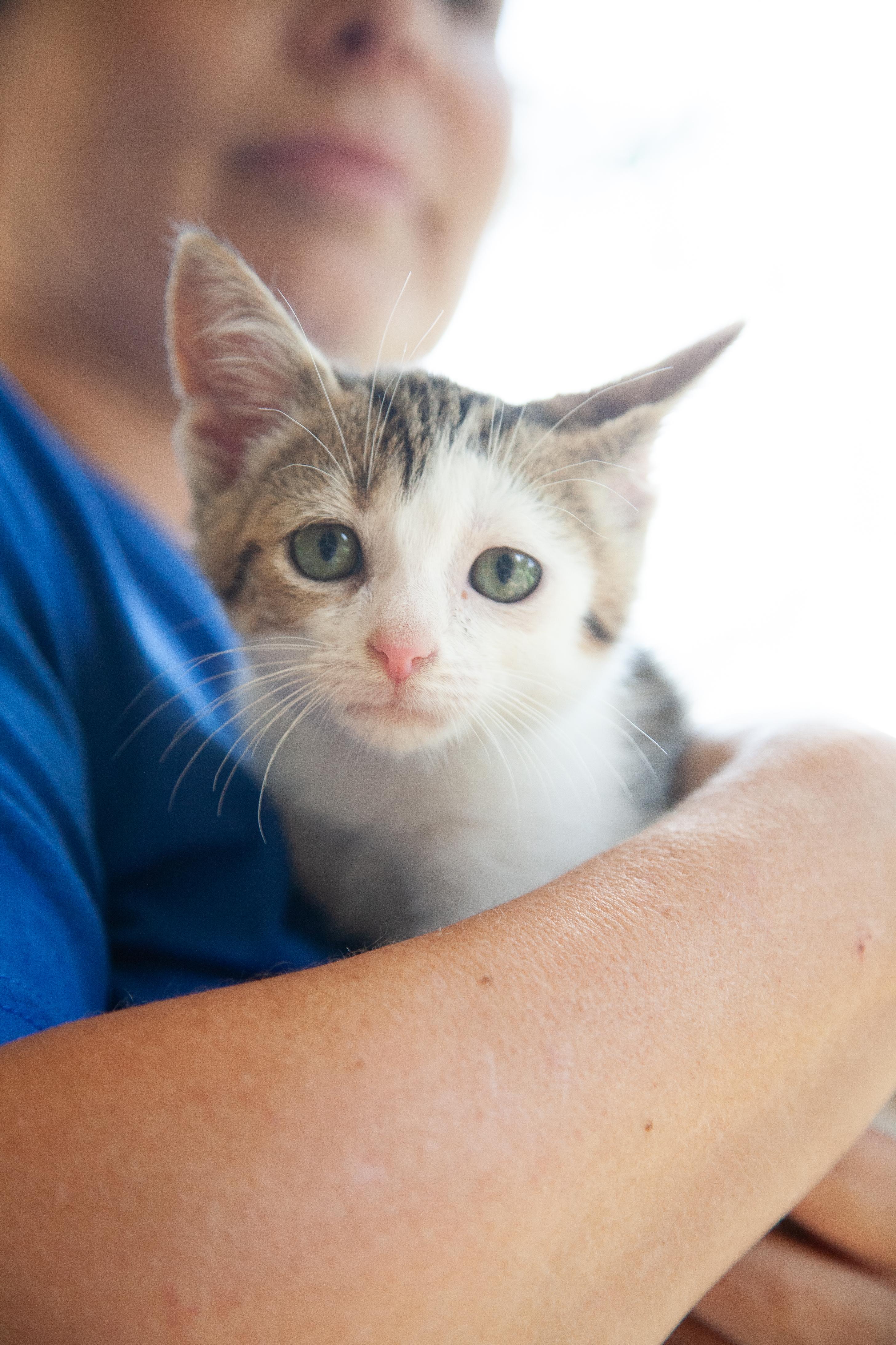 Zuko, an adopted mixed breed in Franklin, TN image 4/6