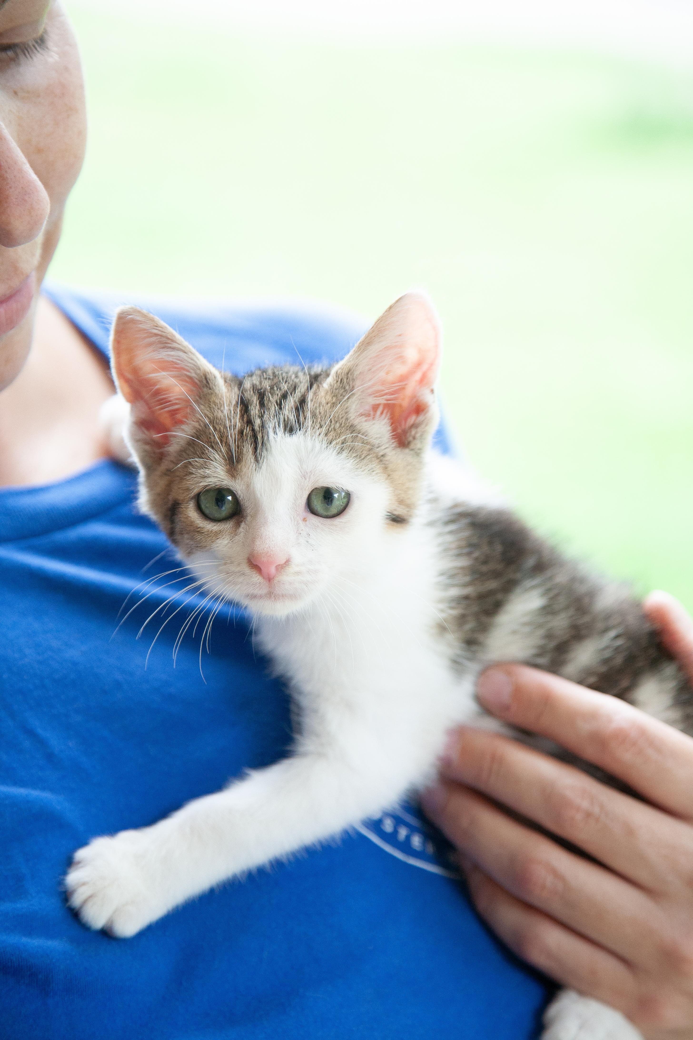 Zuko, adopted, Kitten Male Domestic Short Hair.