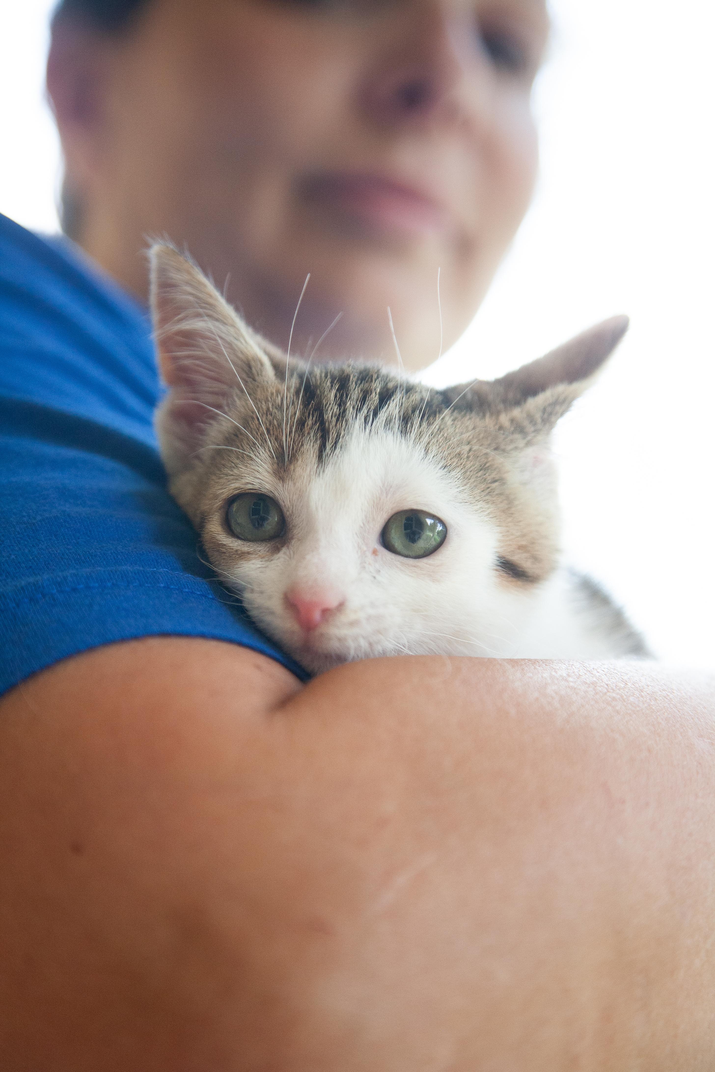 Zuko, an adopted mixed breed in Franklin, TN image 5/6