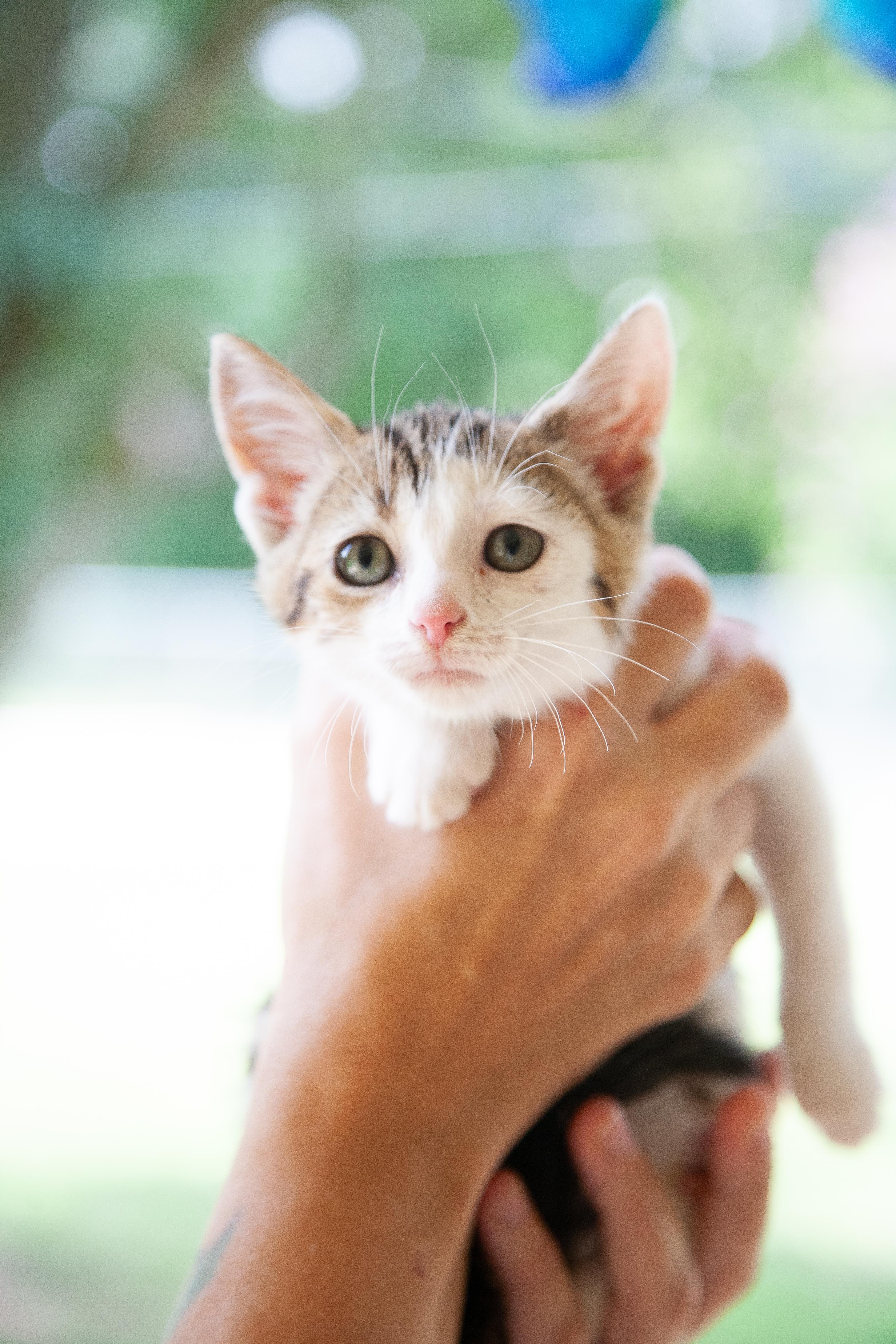 Zuko, an adopted mixed breed in Franklin, TN image 2/6