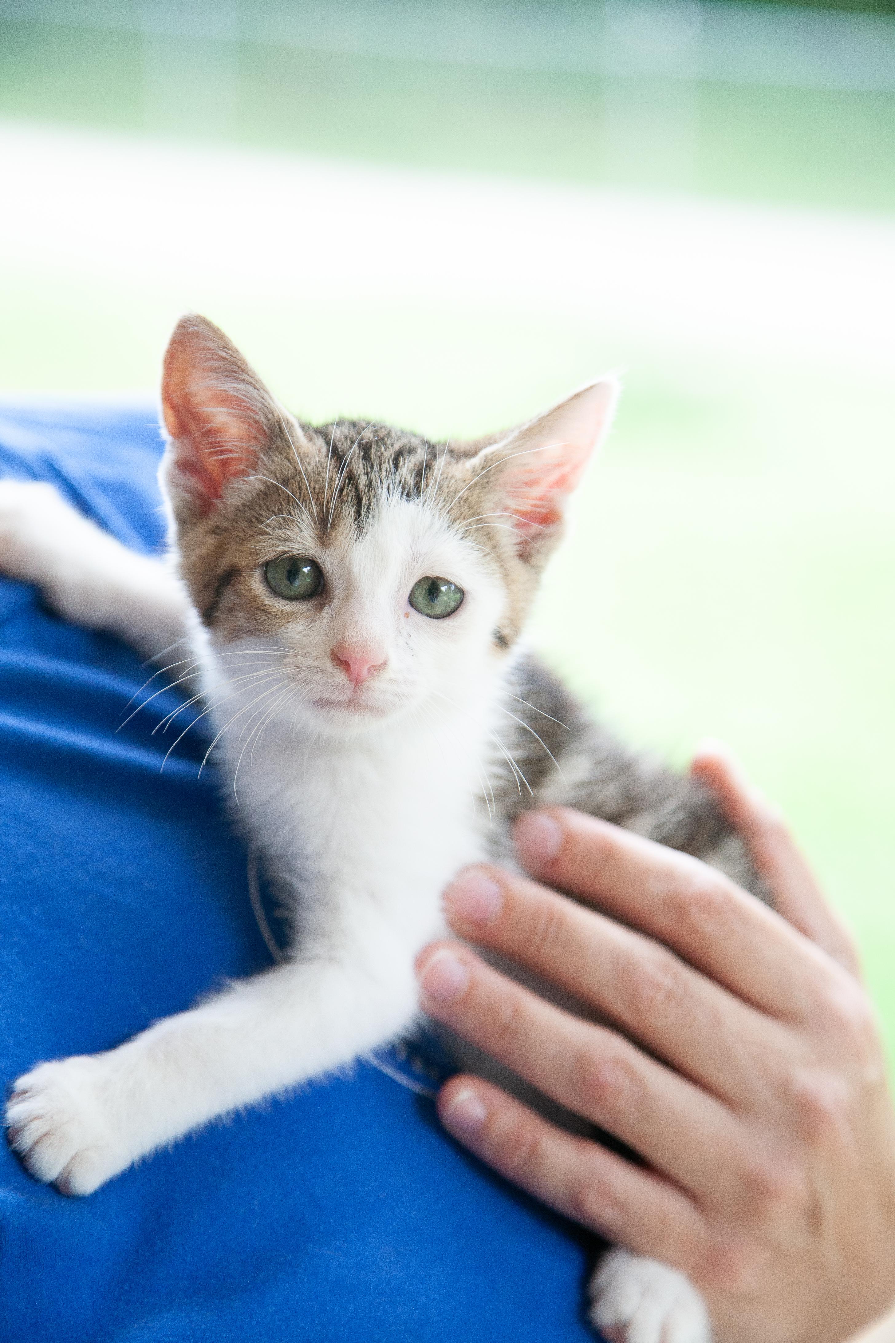 Zuko, an adopted mixed breed in Franklin, TN image 3/6