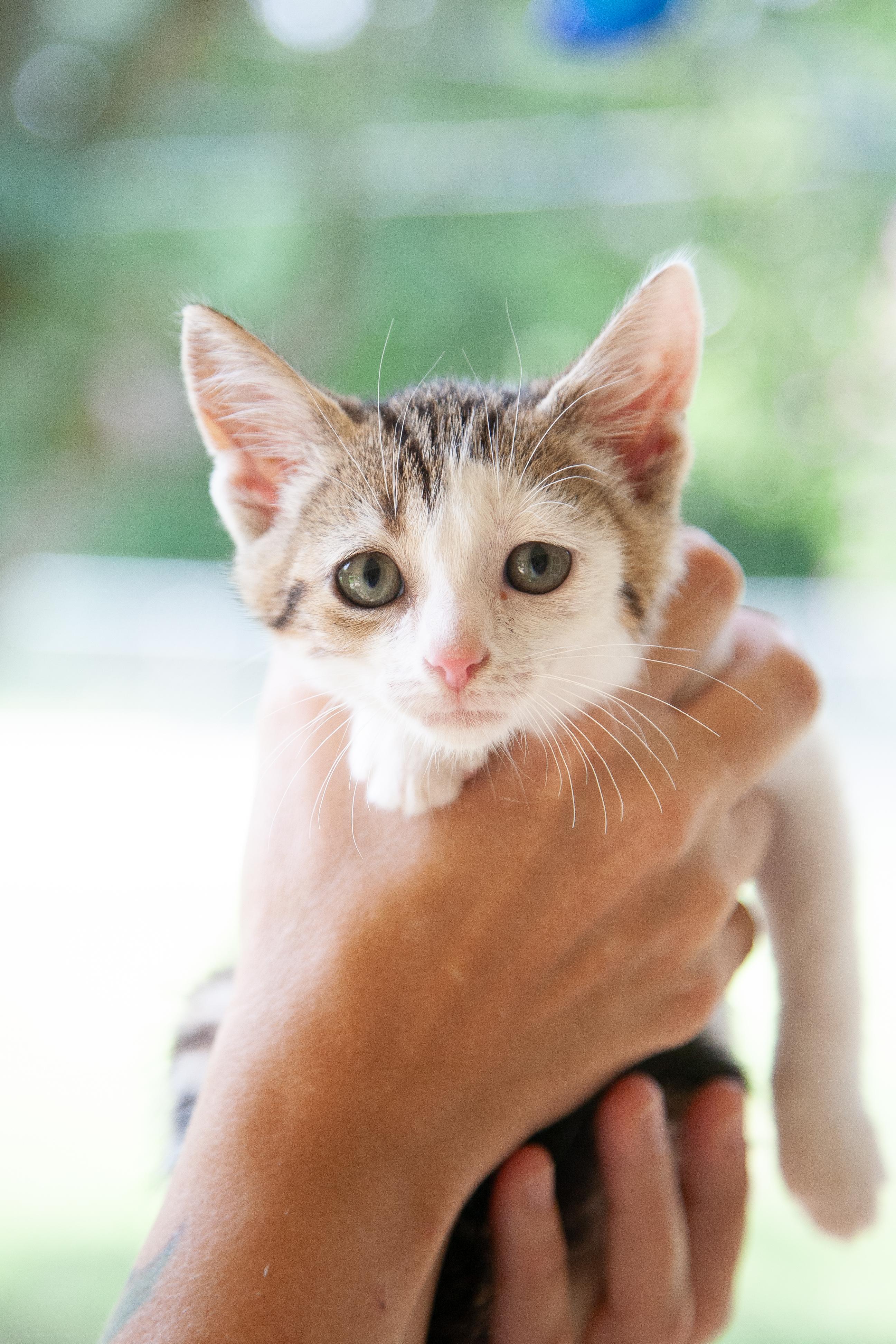Zuko, an adopted mixed breed in Franklin, TN image 6/6