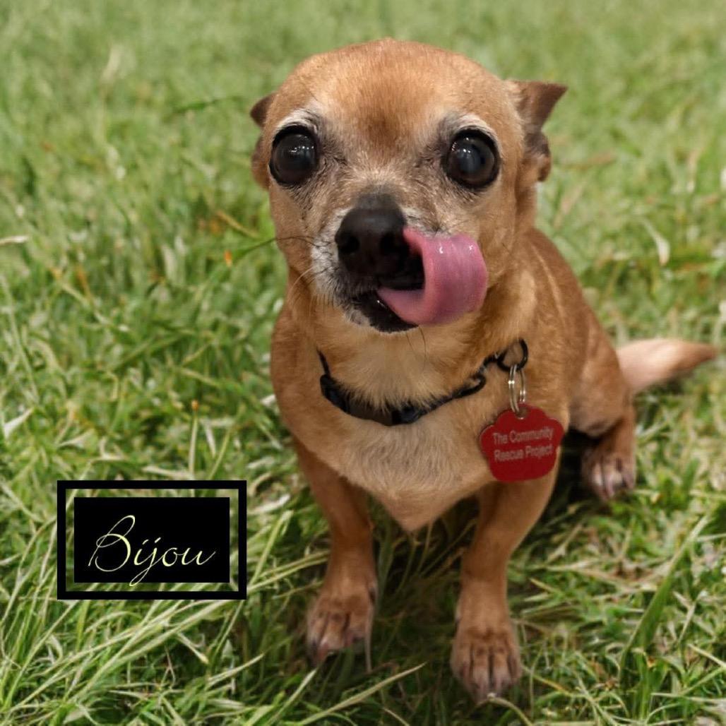 Enlarge Bijou, a Adoptable Chihuahua in Phoenix, AZ image 3/3