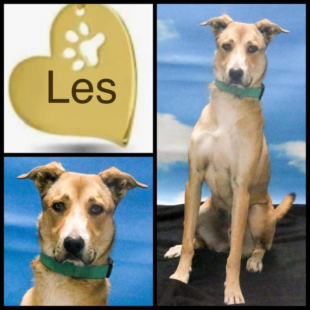 Les, Adoptable, Adult Male Border Collie & Mixed Breed.
