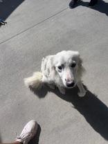 Bailey, ADOPTABLE, Young Female Border Collie.