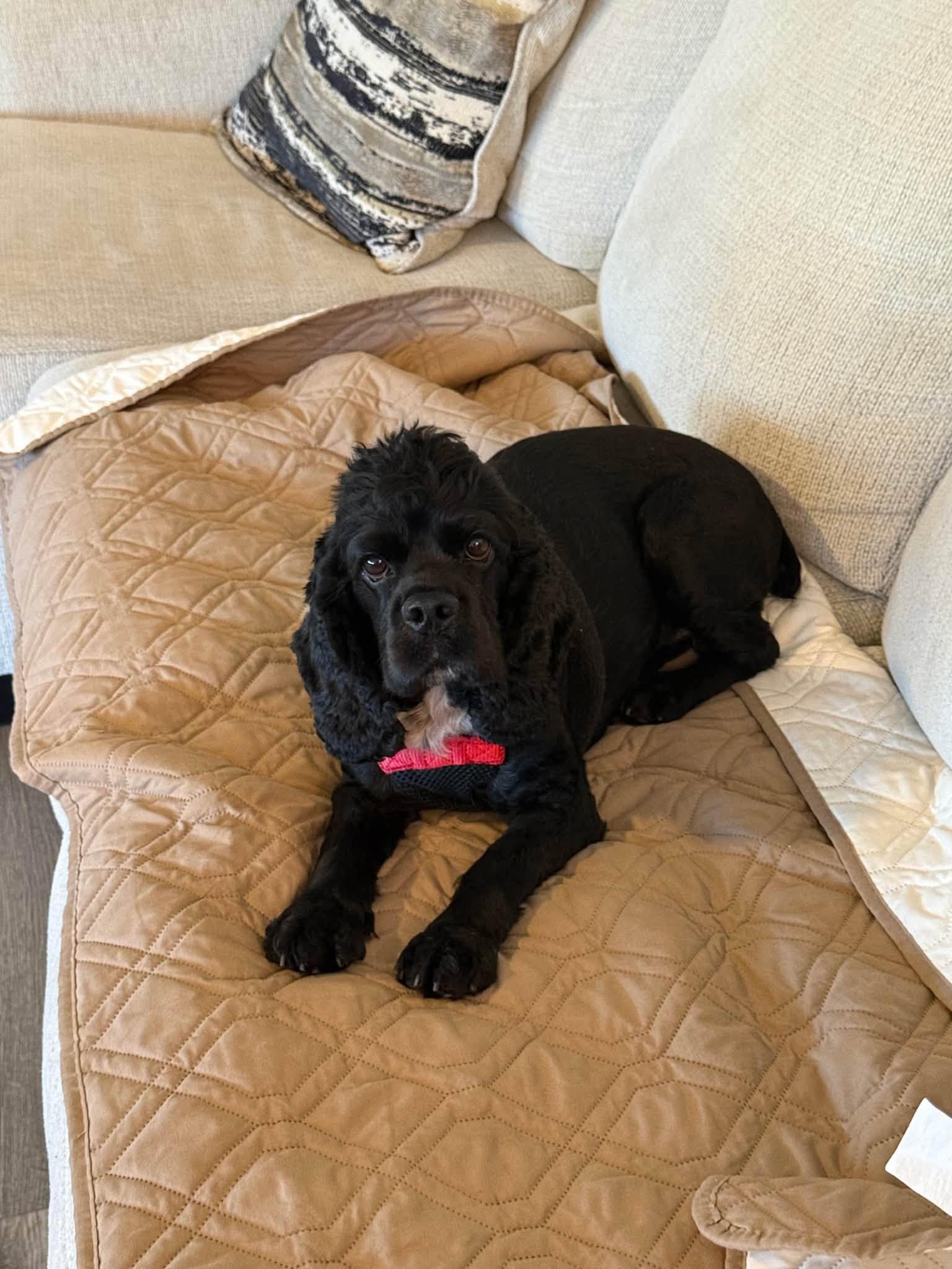 Enlarge Waylon, a Adoptable Cocker Spaniel in Matthews, NC image 1/1