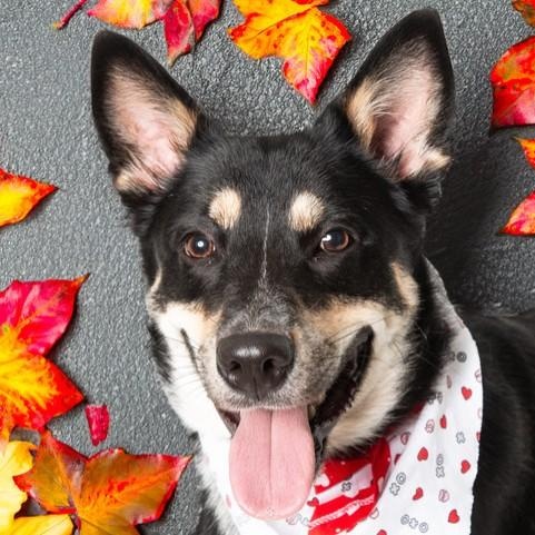 Barbra Ann, a Adoptable mixed breed in San Andreas, CA image 1/3