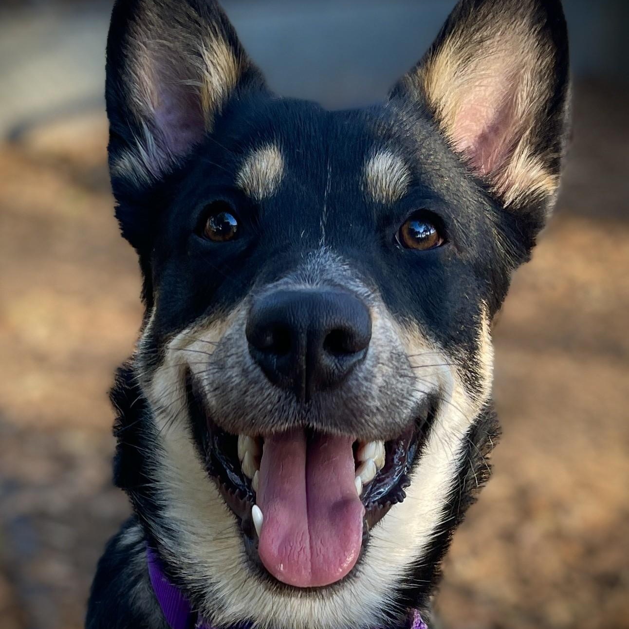 Barbra Ann, a Adoptable mixed breed in San Andreas, CA image 2/3