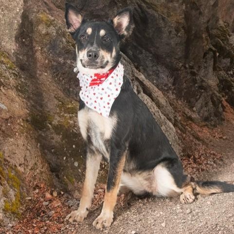 Barbra Ann, a Adoptable mixed breed in San Andreas, CA image 3/3