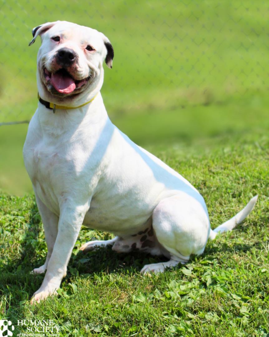 BEAR, Adoptable, Adult Male Pit Bull Terrier.